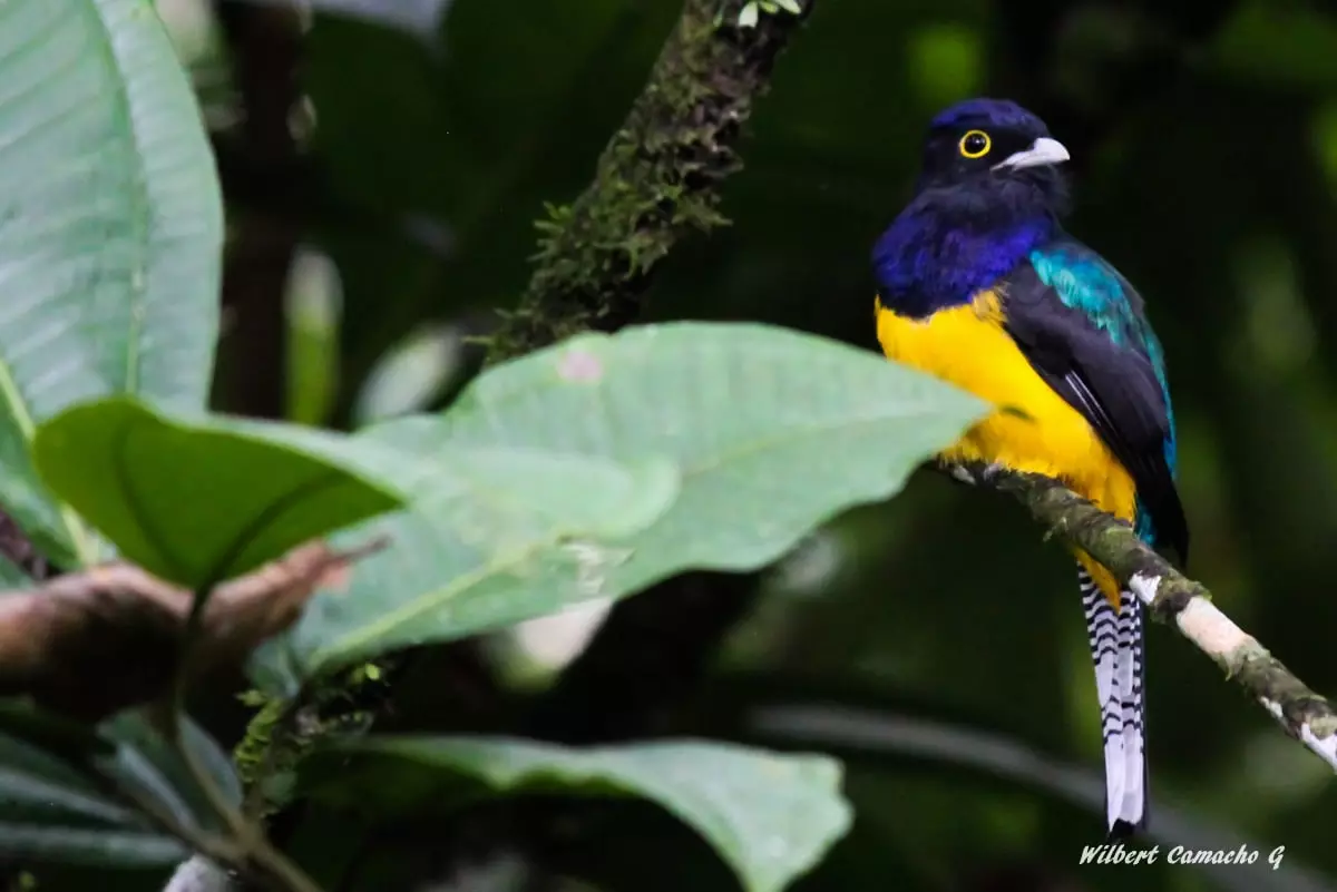 Amazonian Trogon