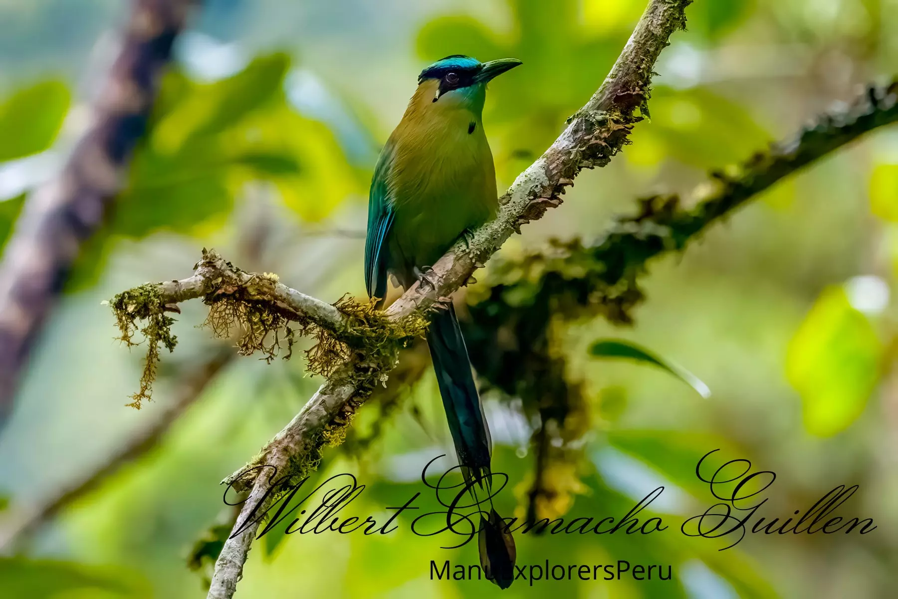 Andean motmot