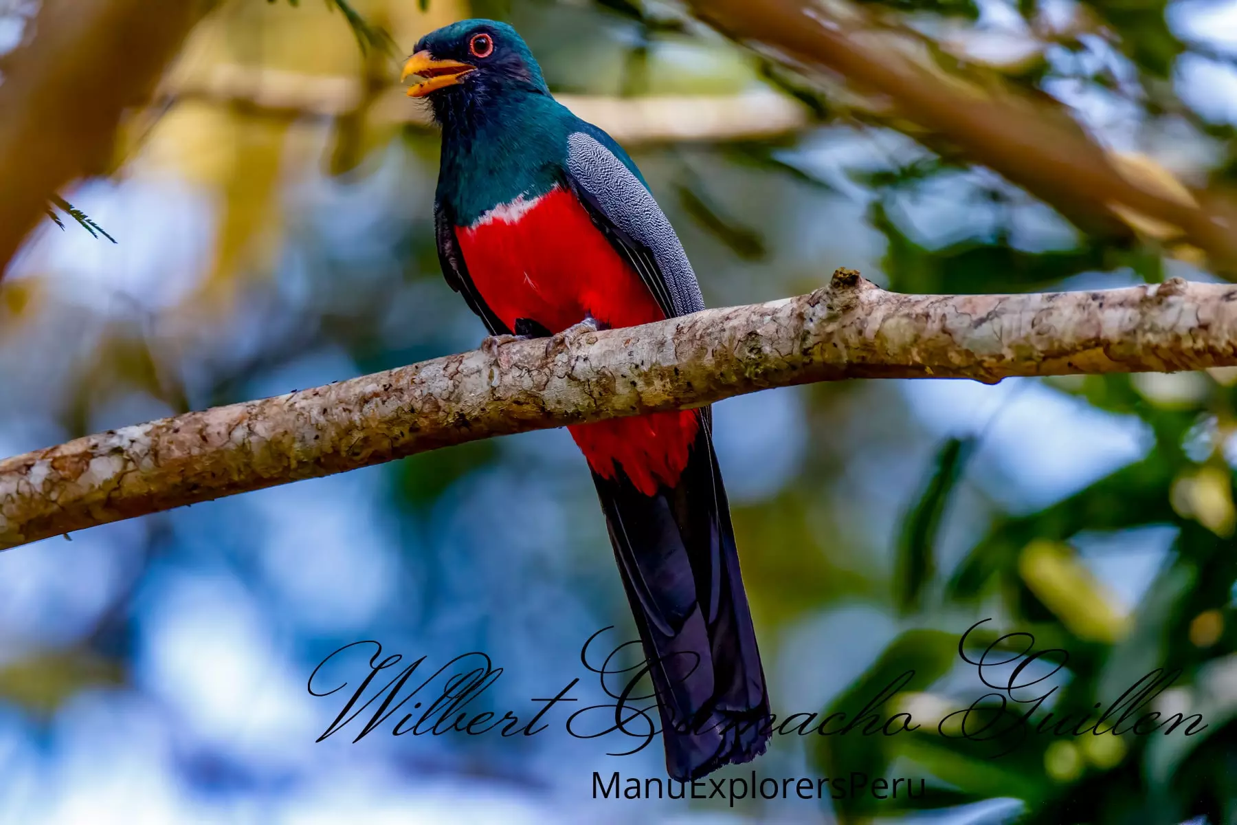 Black-tailed trogon