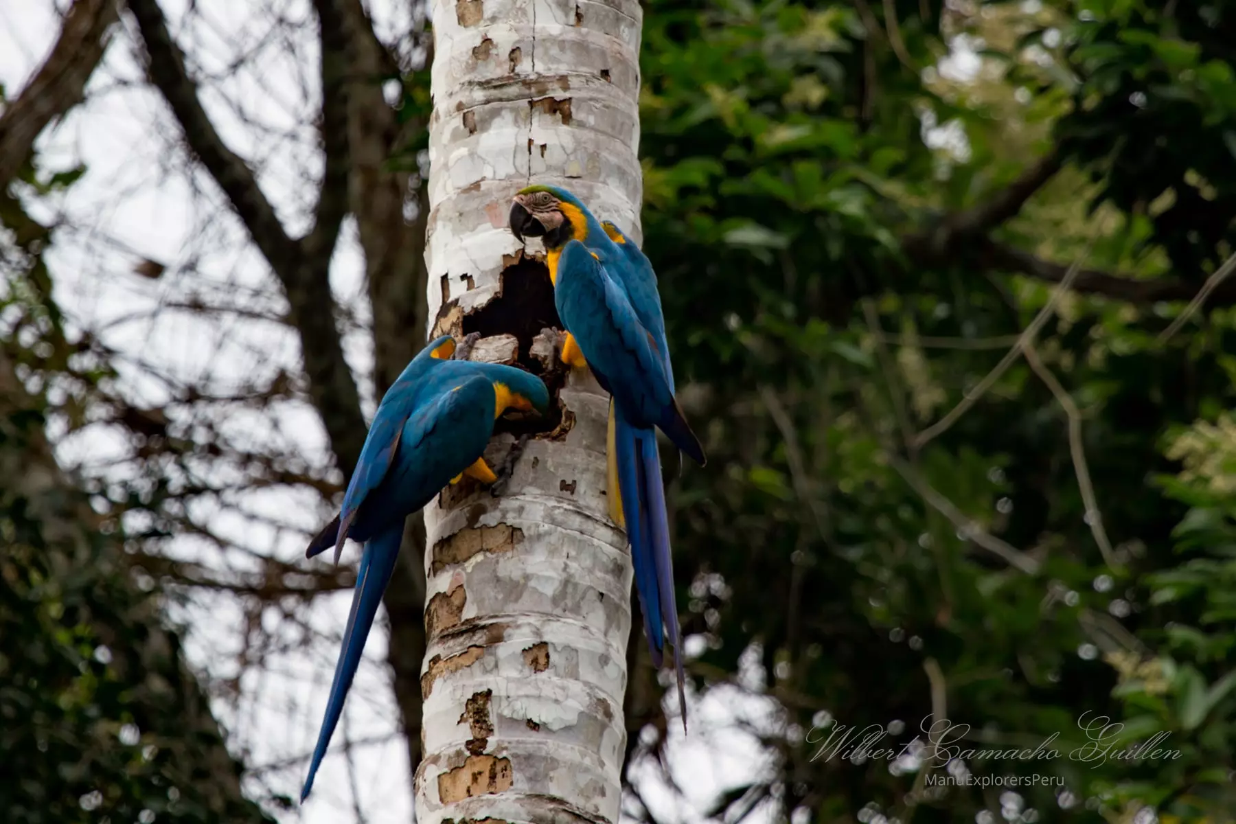 Blue-and-yellow macaw