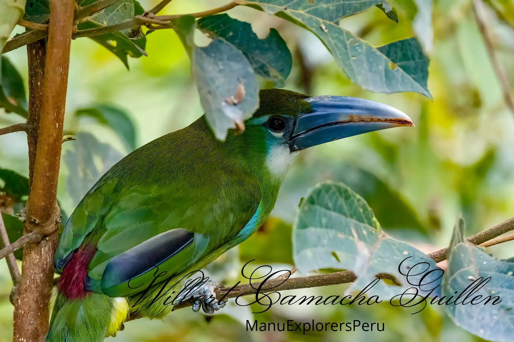 Blue-banded toucanet