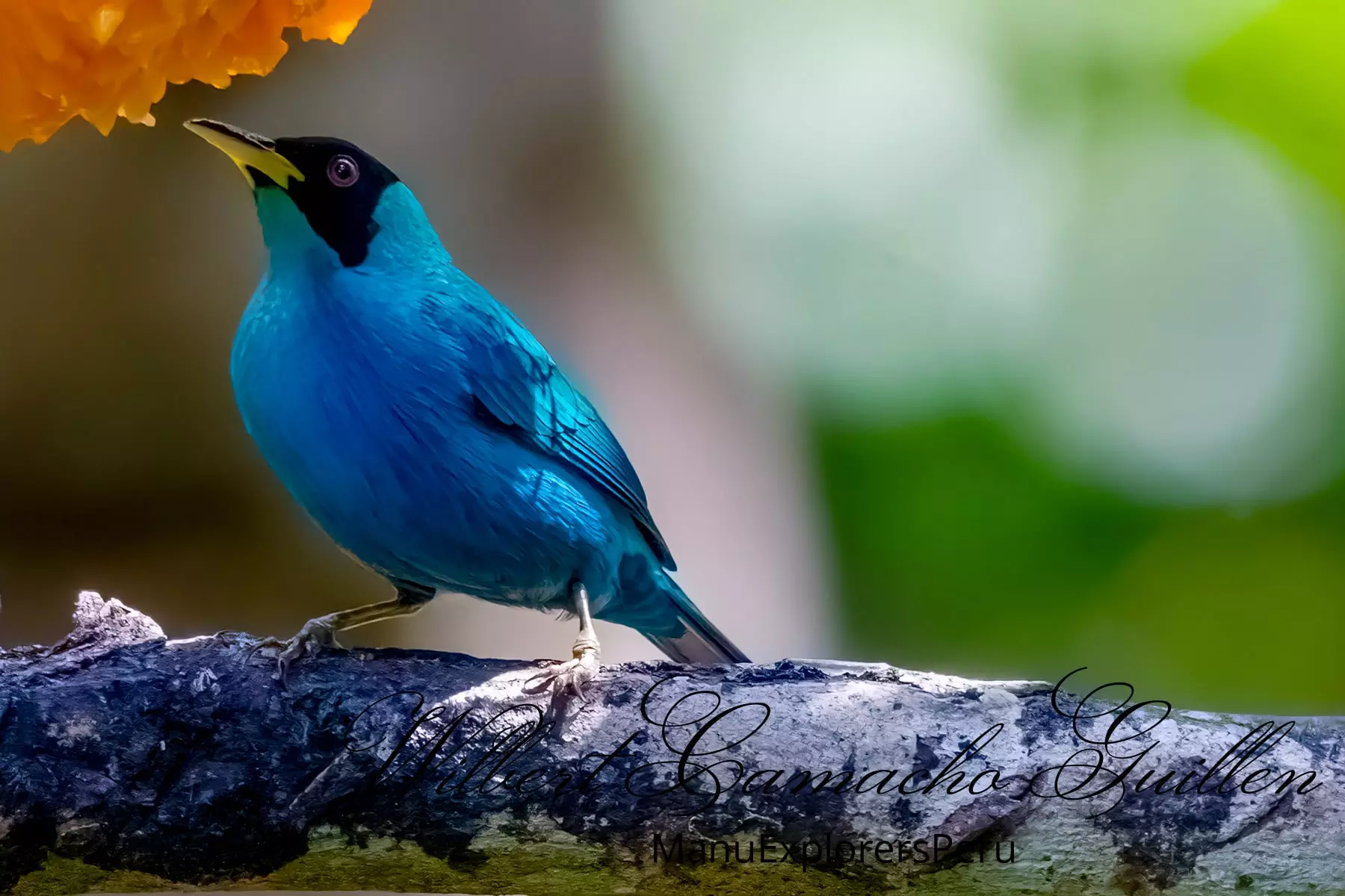 Blue dacnis