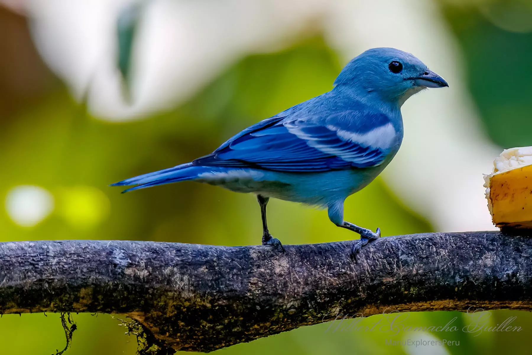 Blue-gray tanager