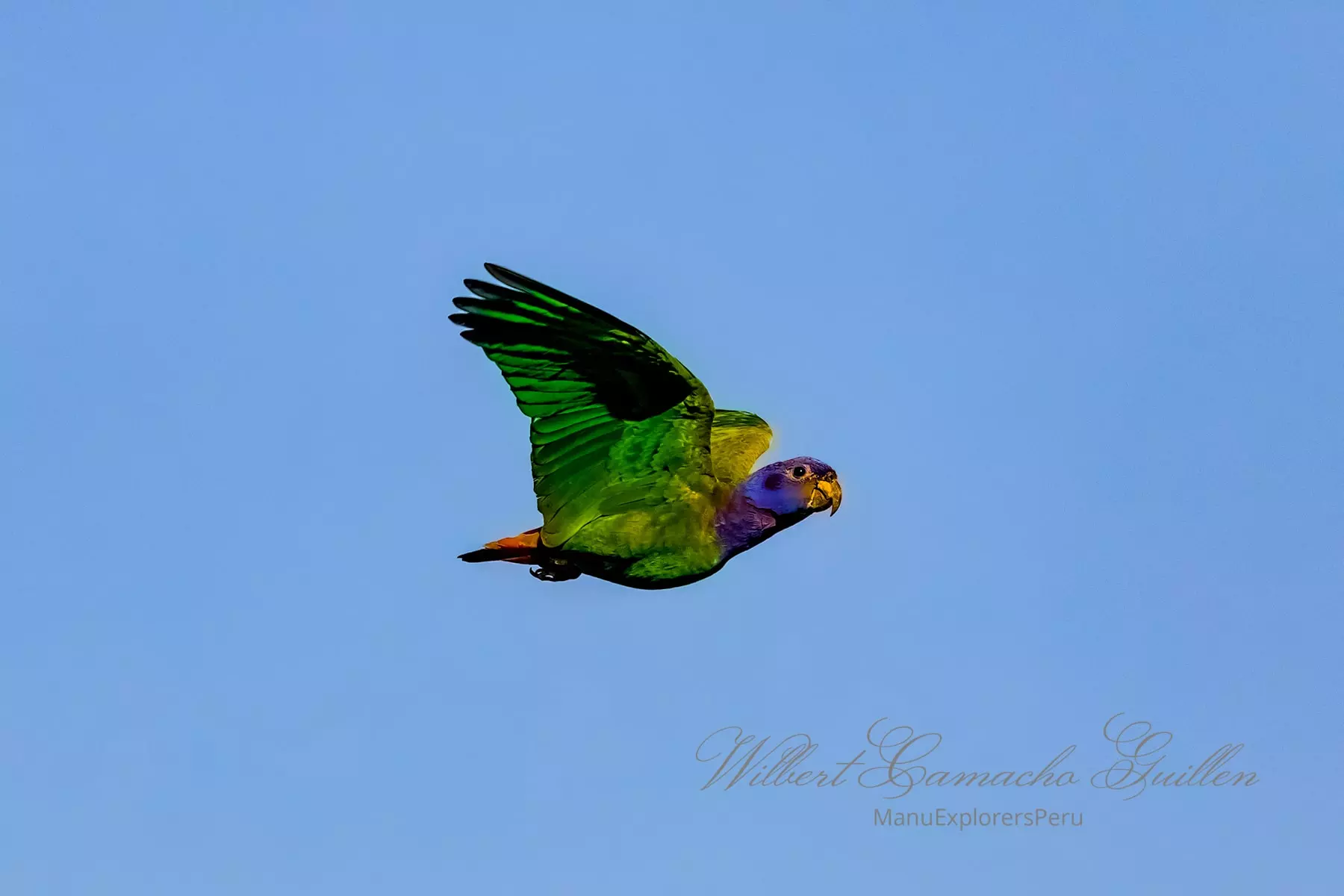 Blue-headed parrot