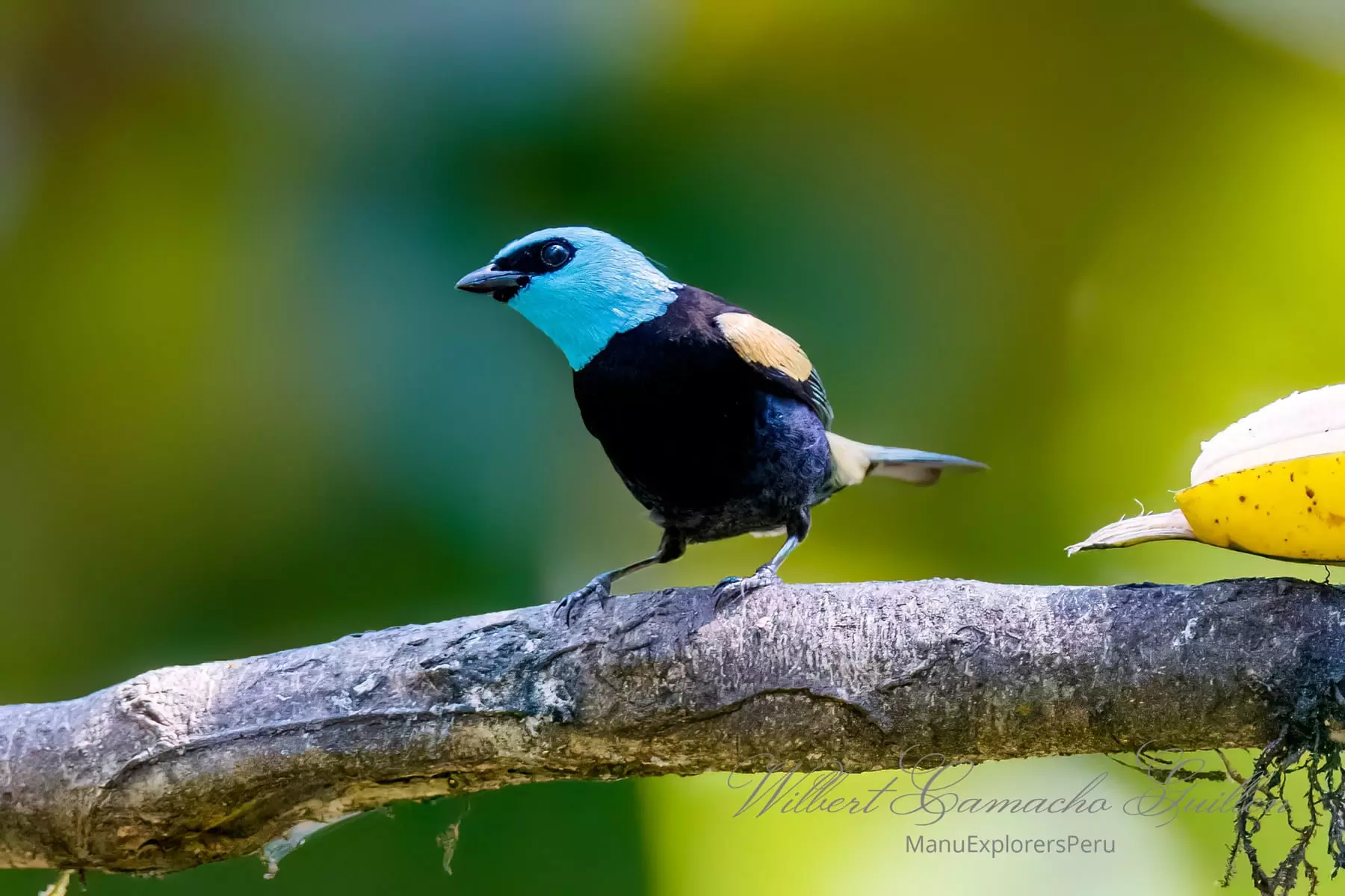 Blue-necked tanager