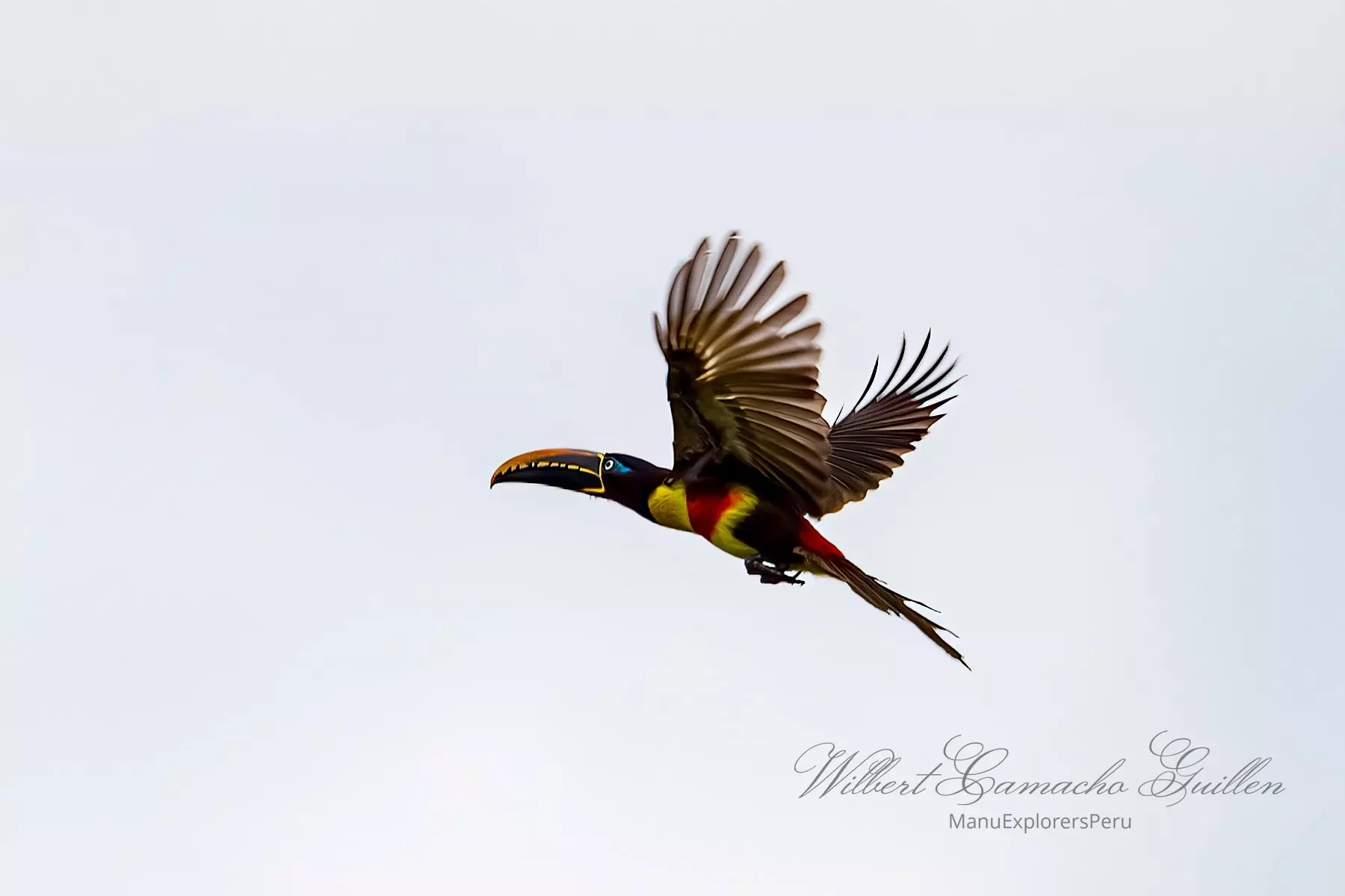 Chestnut-eared aracari