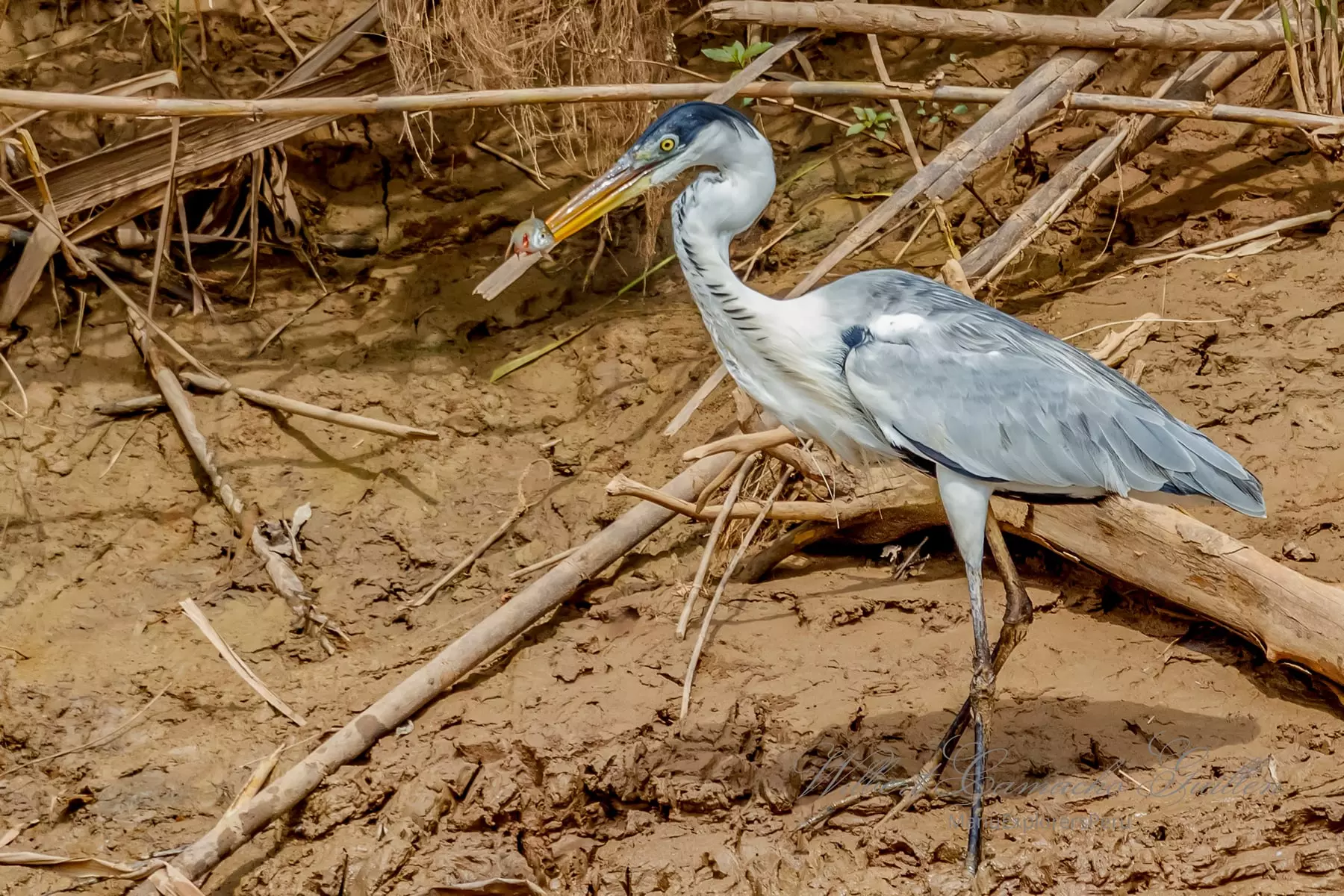 Cocoi heron