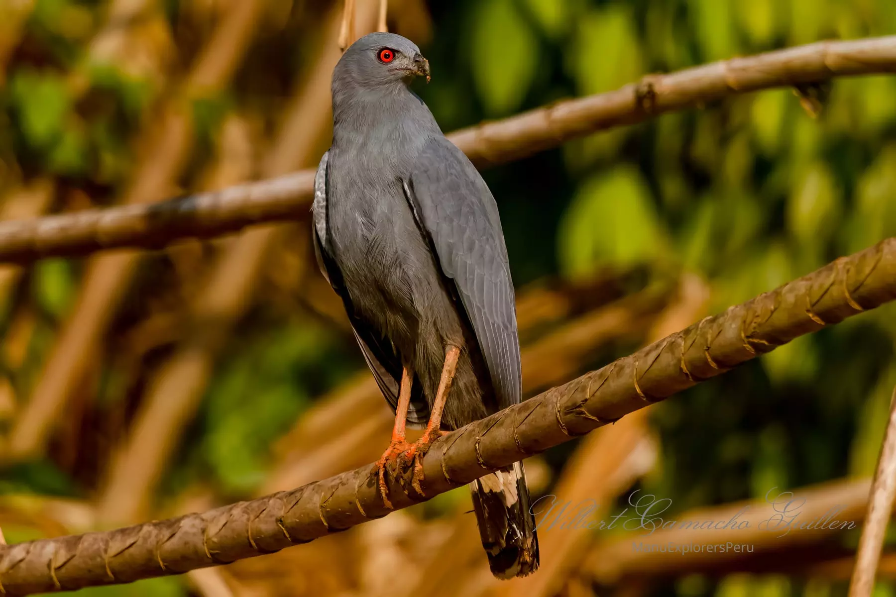  Crane hawk