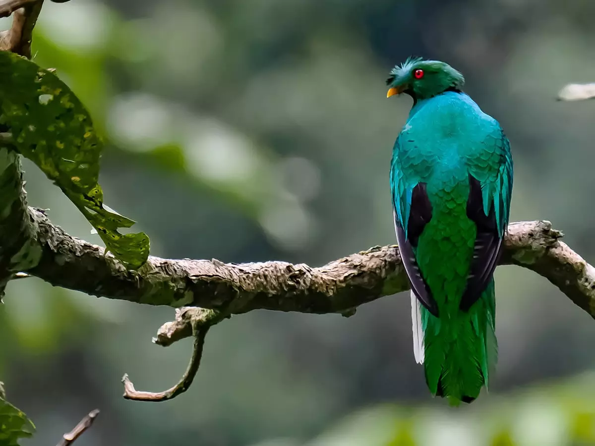 Crested quetzal