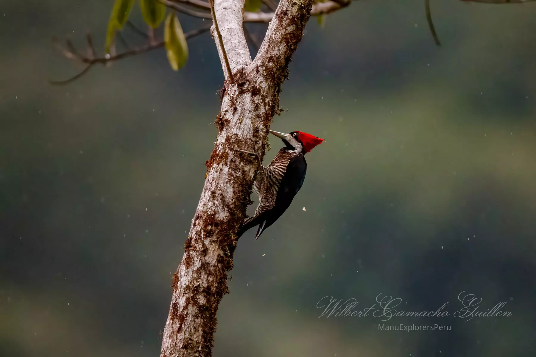 Crimson-crested woodpecker