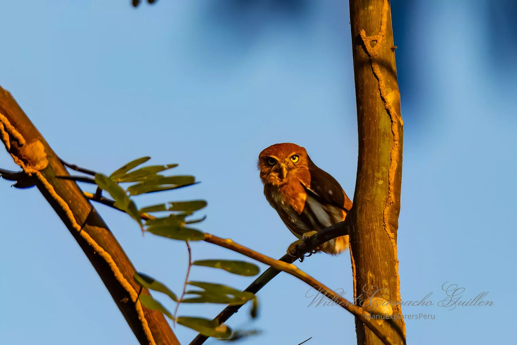 Ferruginous pygmy owl