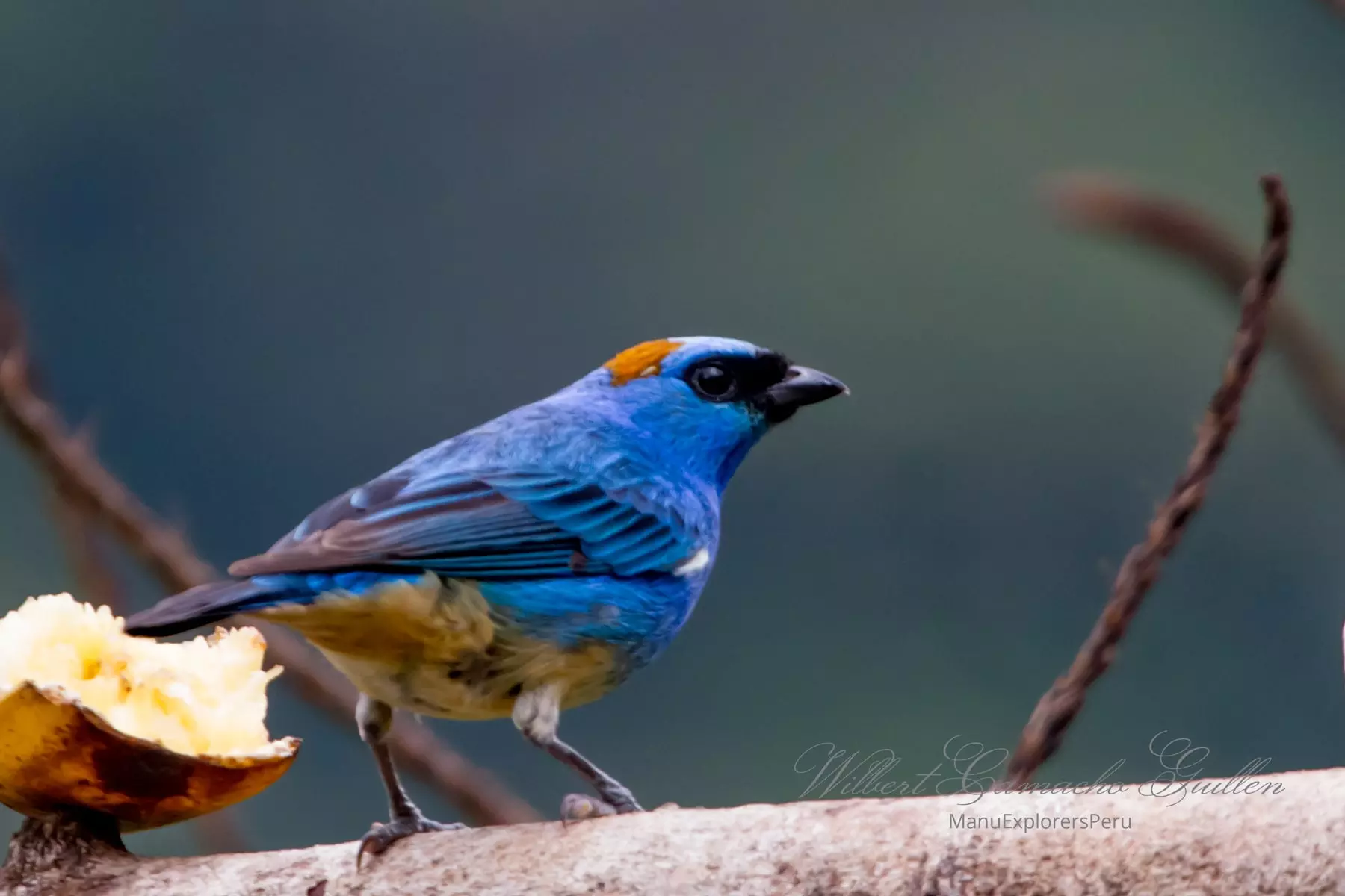 Golden-naped tanager