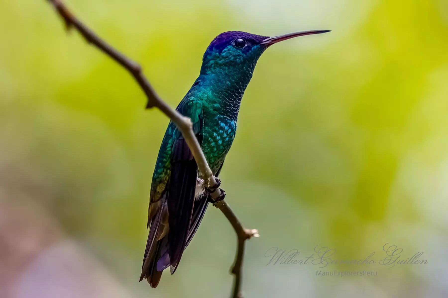 Golden-tailed sapphire