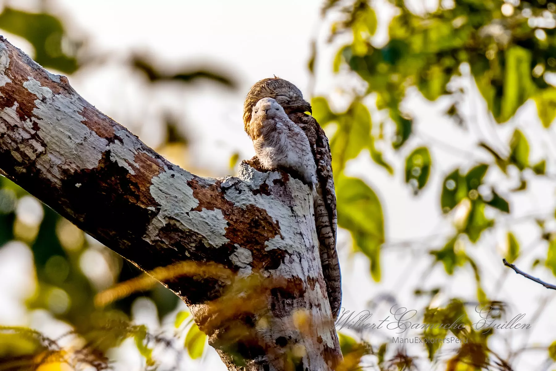 Great potoo