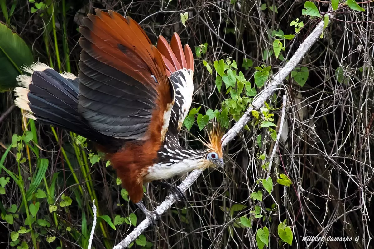 Hoatzin