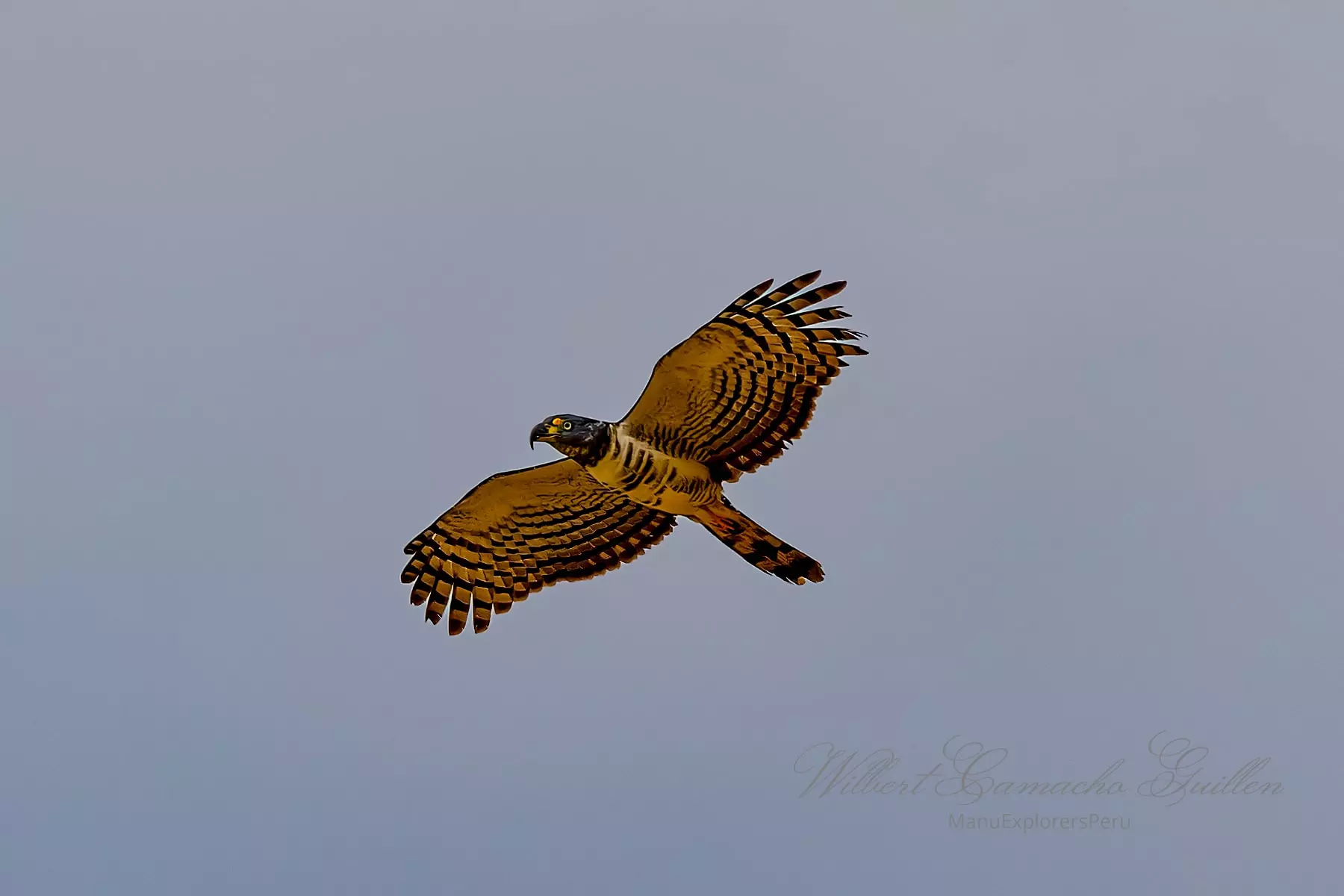 Hook-billed kite