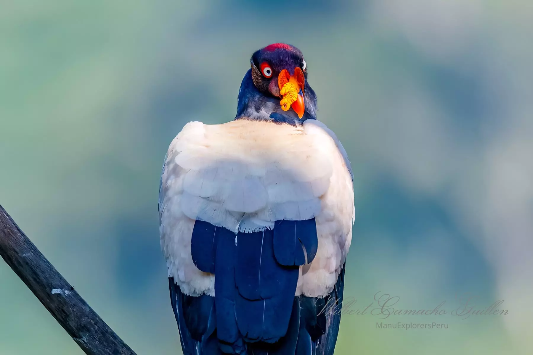 King vulture