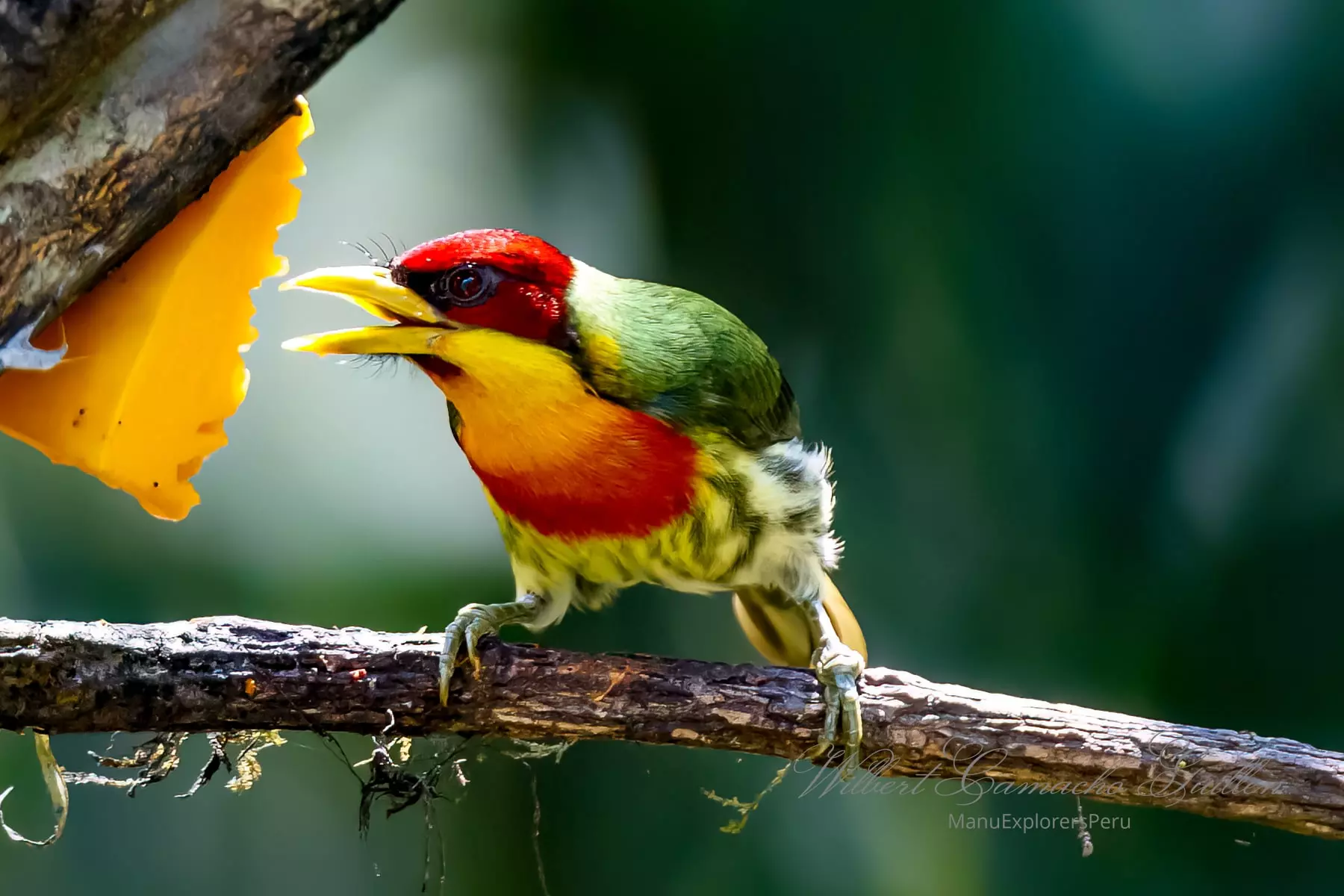 Lemon-throated barbet