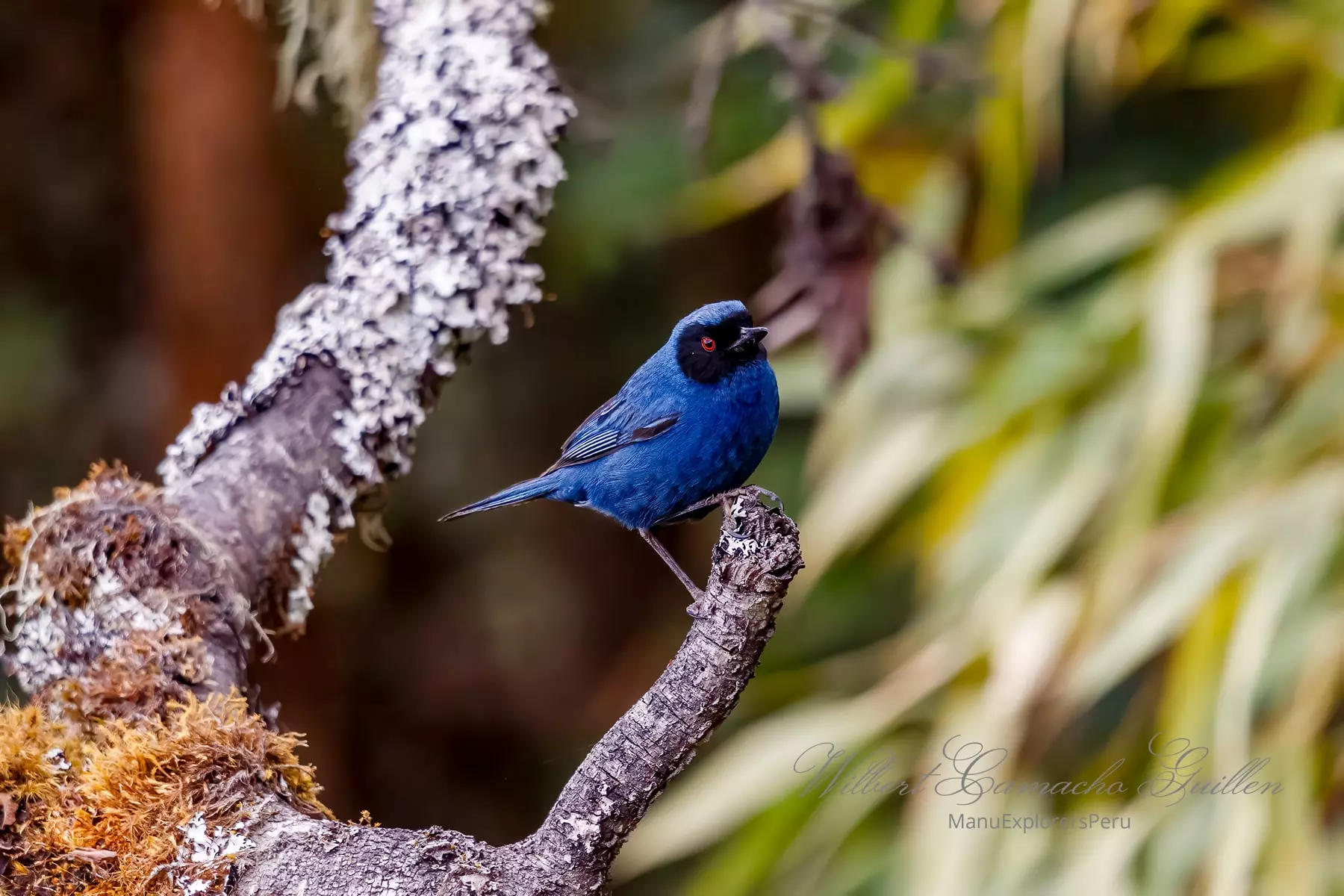 Masked flowerpiercer