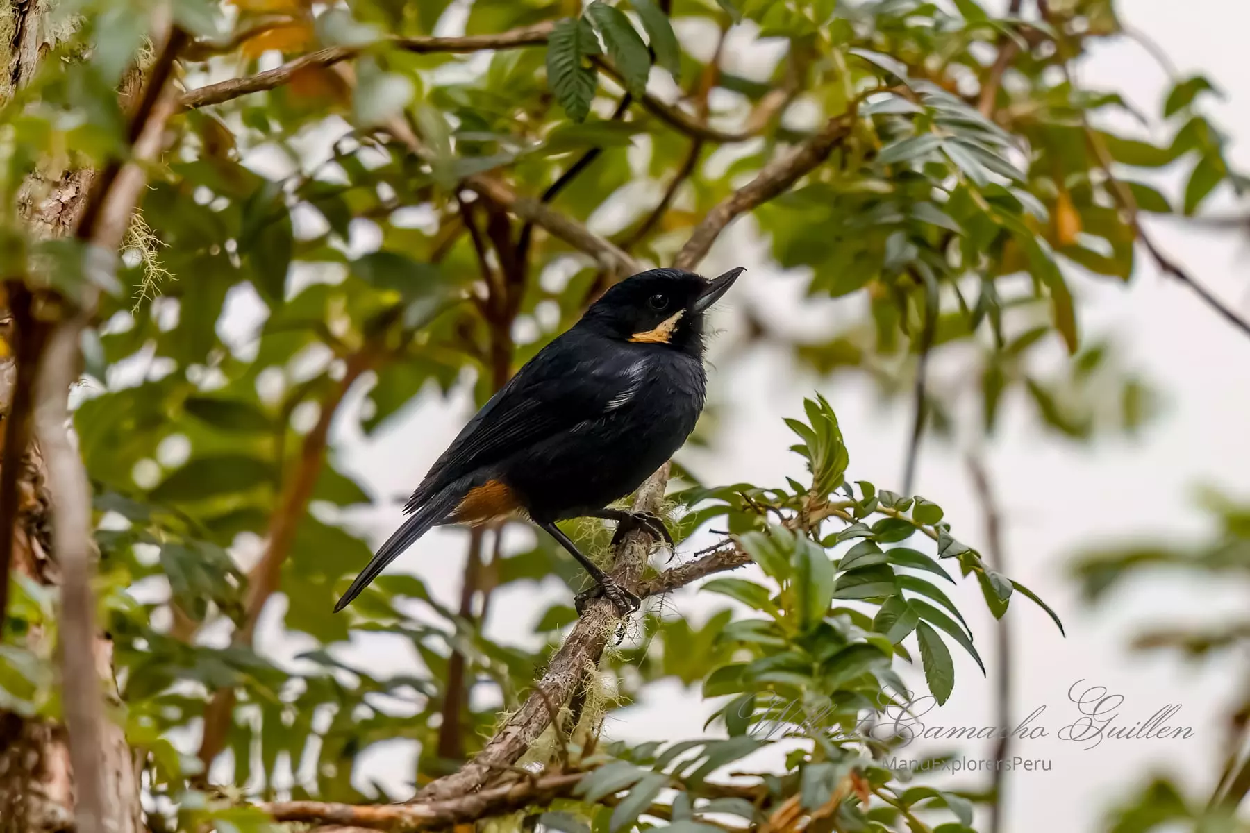 Moustached flowerpiercer