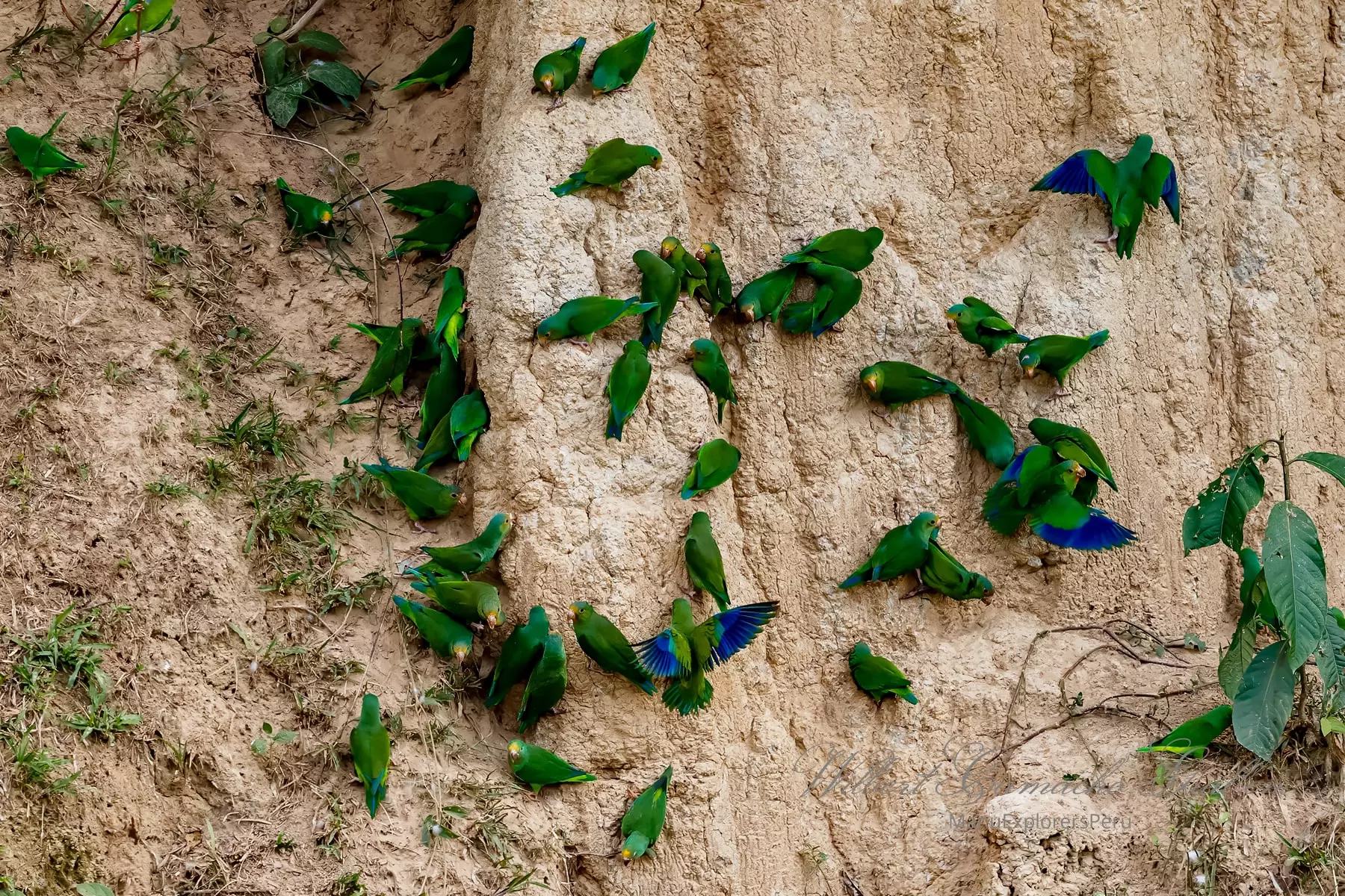 Parakeets