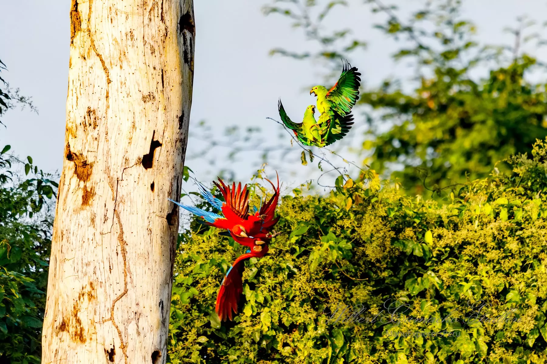 Parrots and Macaws