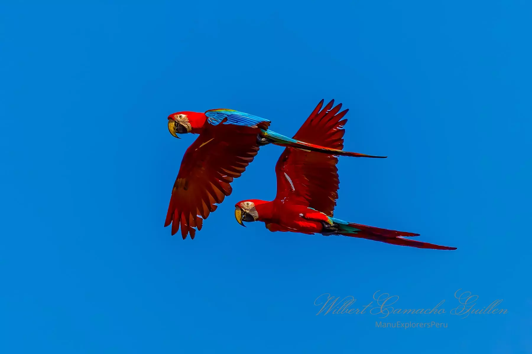 Red-and-green macaw