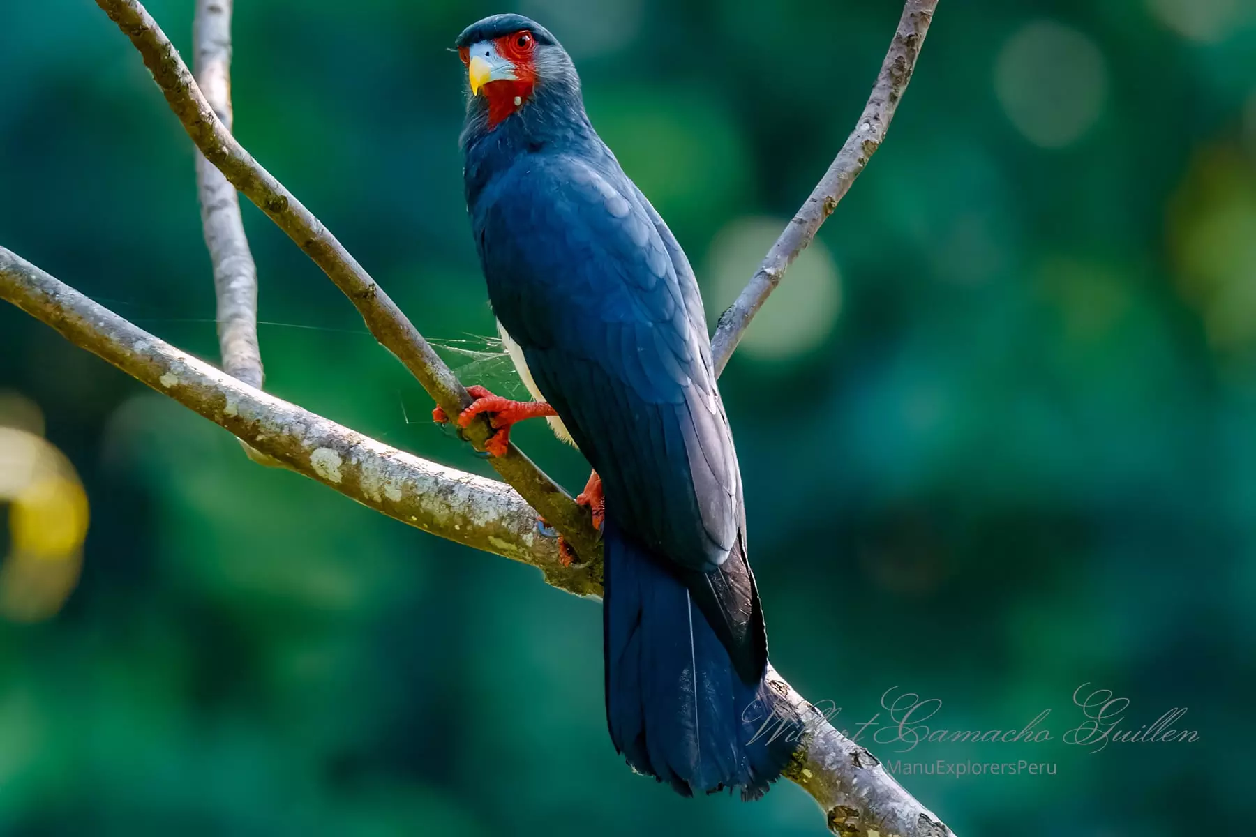  Red-throated caracara