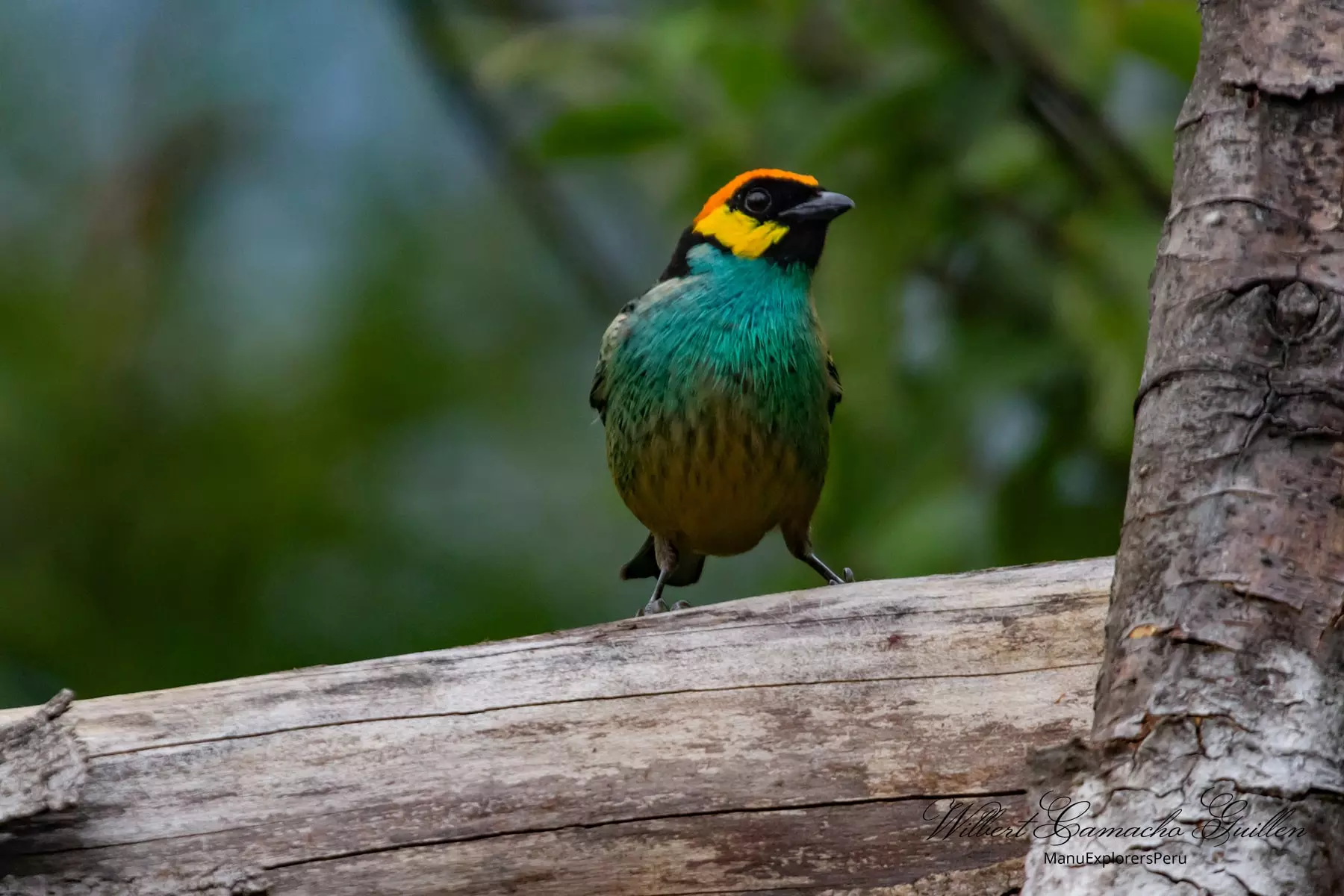 Saffron-crowned tanager