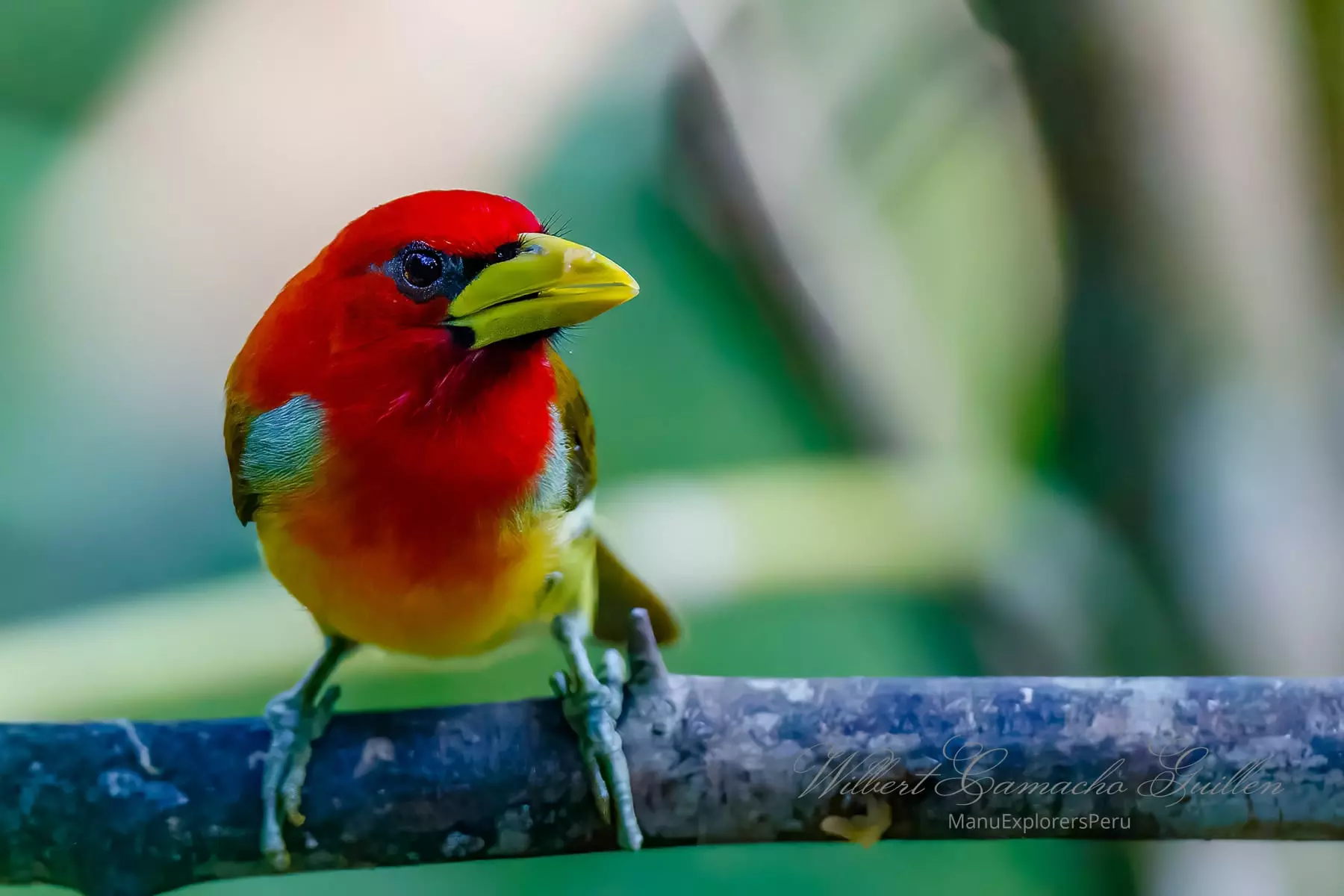 Scarlet-hooded barbet