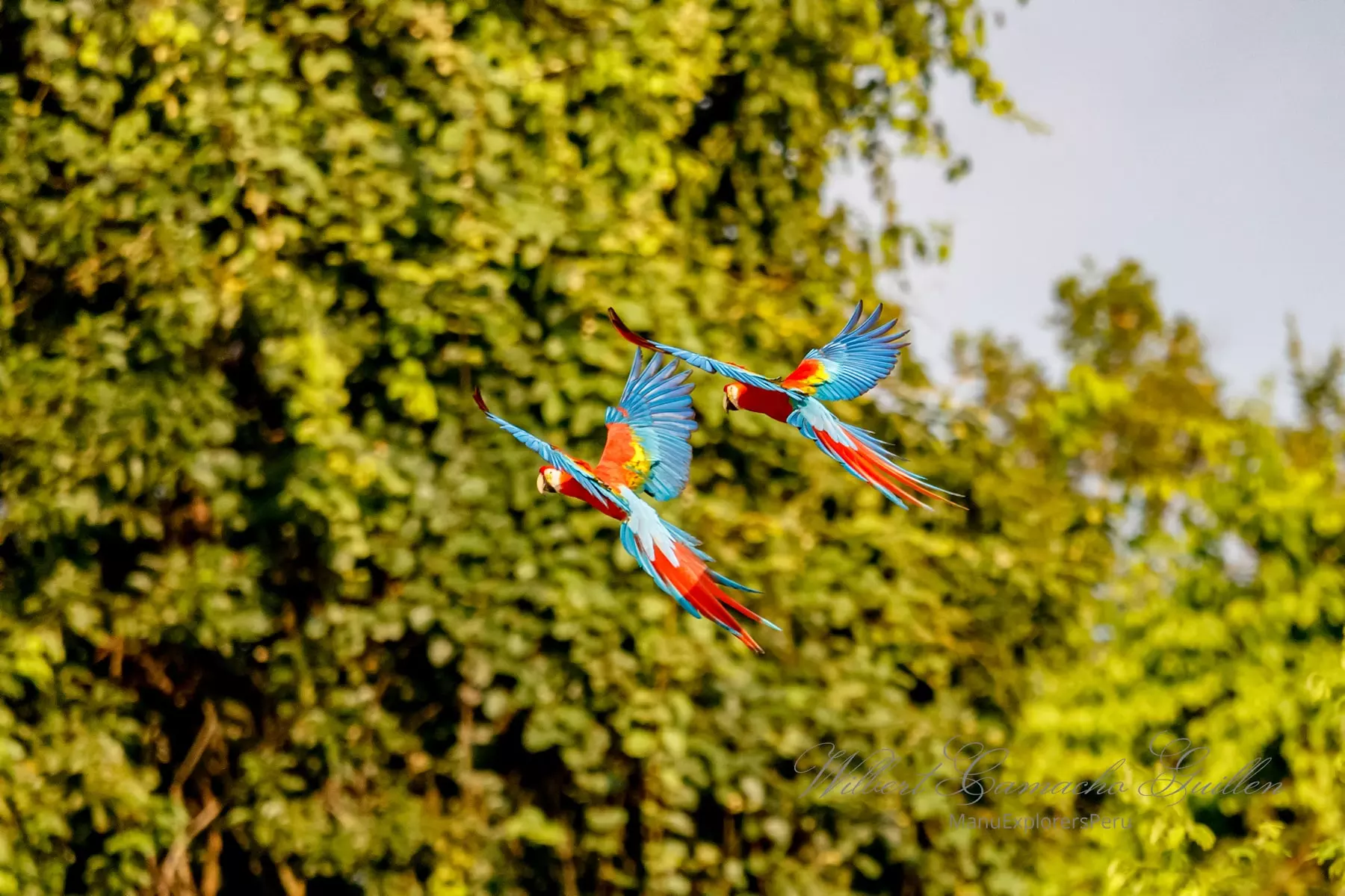 Scarlet macaw