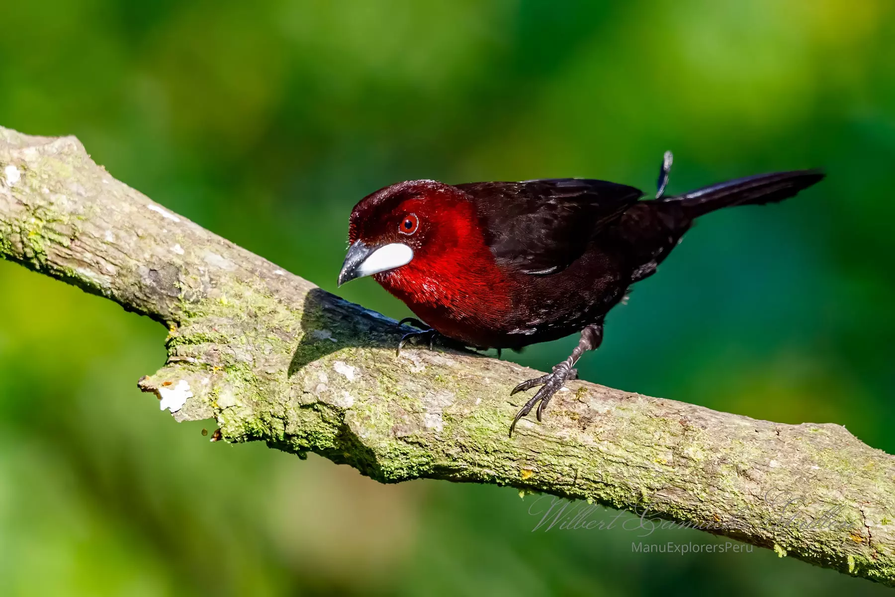 Silver-beaked tanager