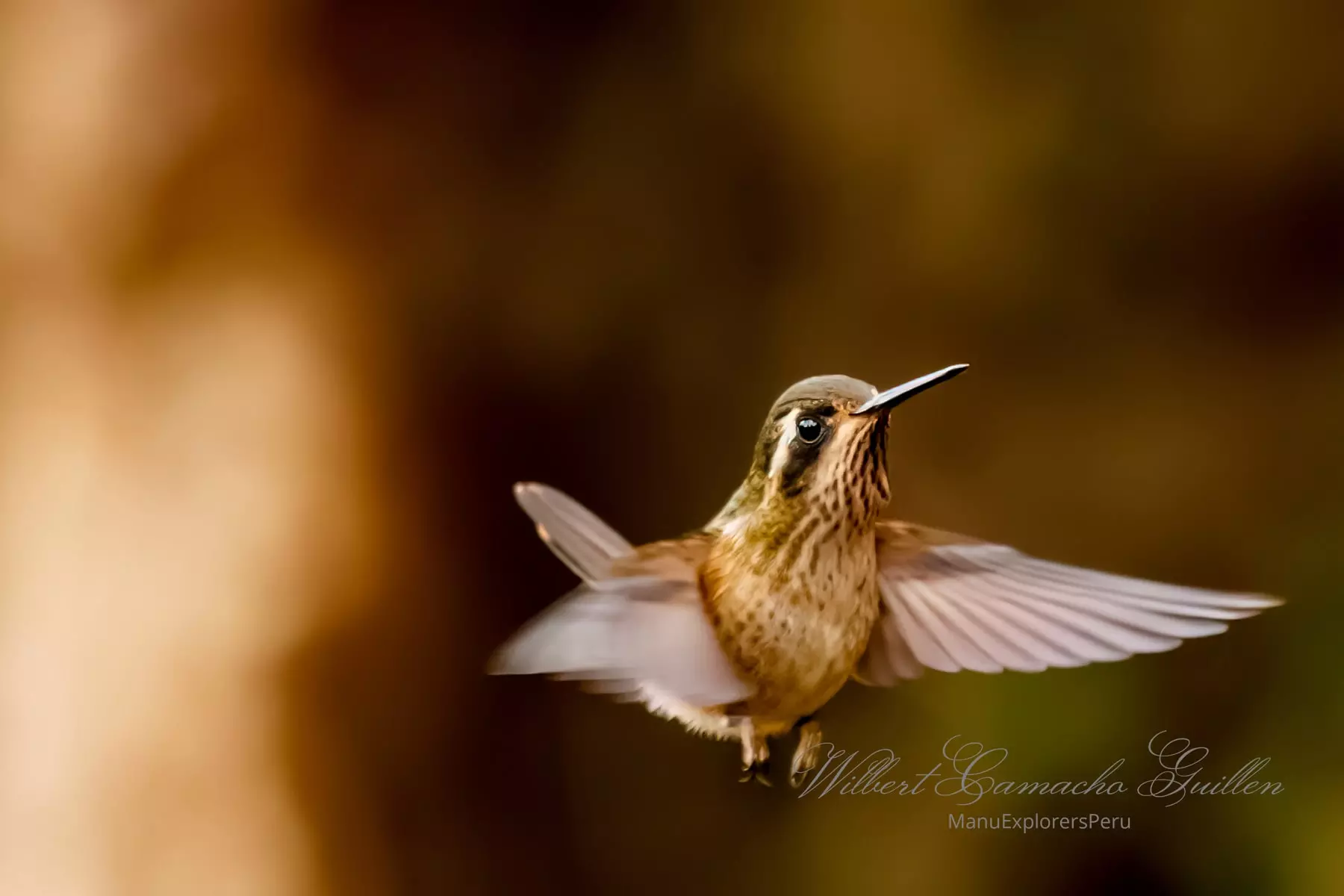 Speckled hummingbird