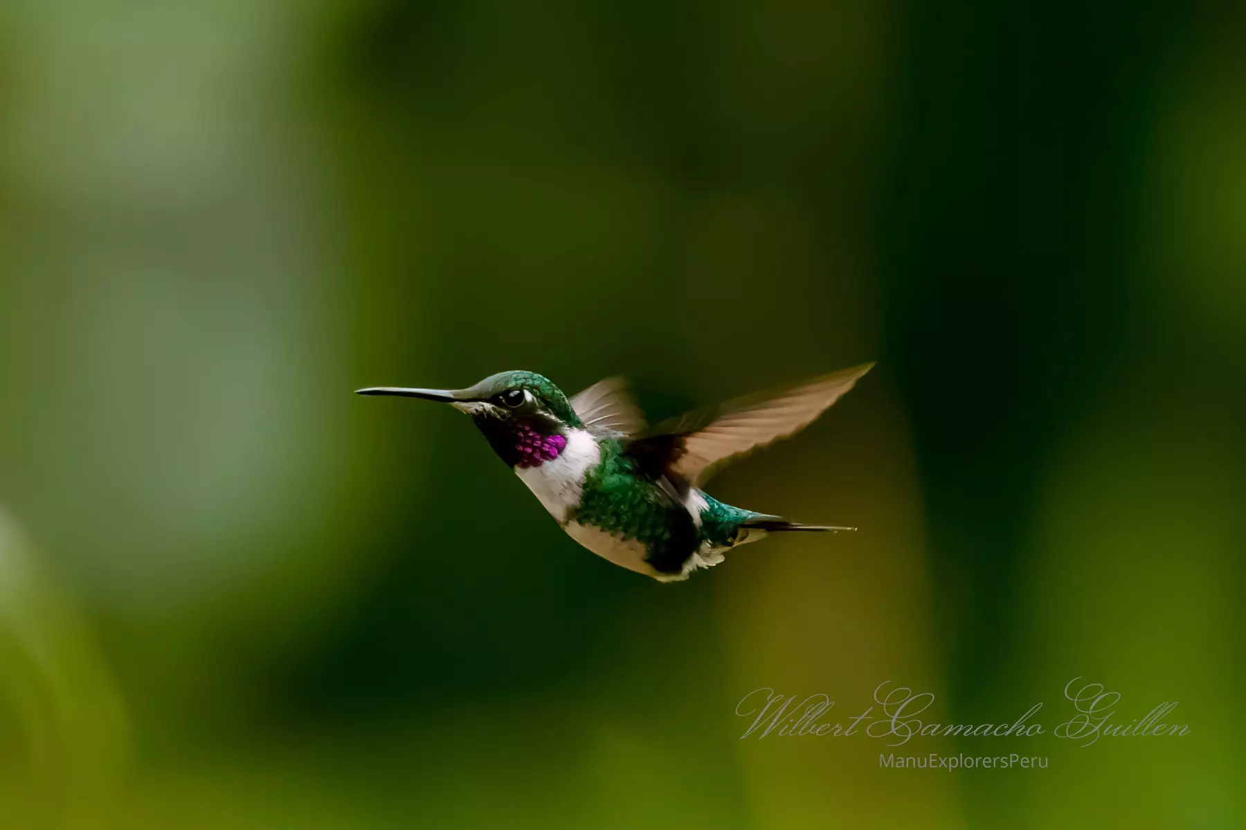 White-bellied woodstar