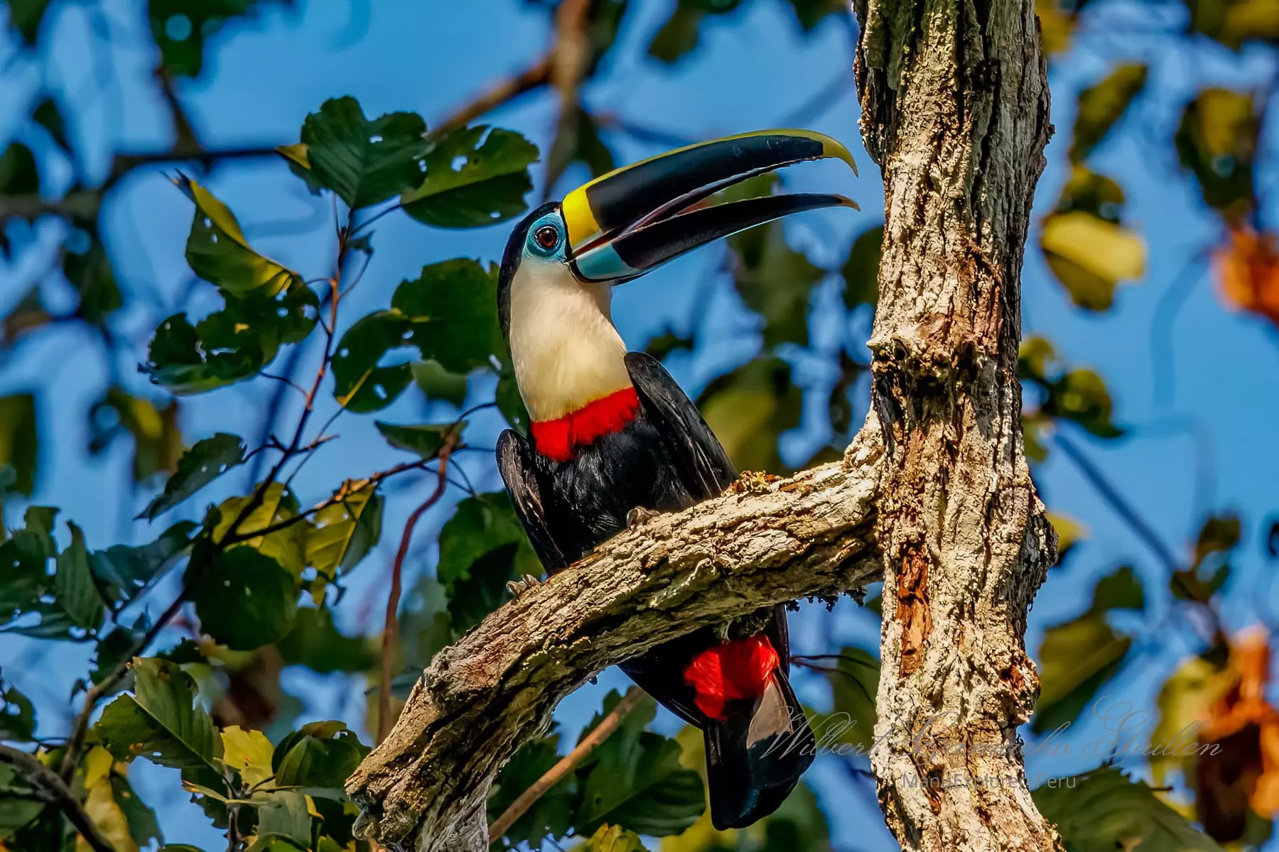 White-throated toucan