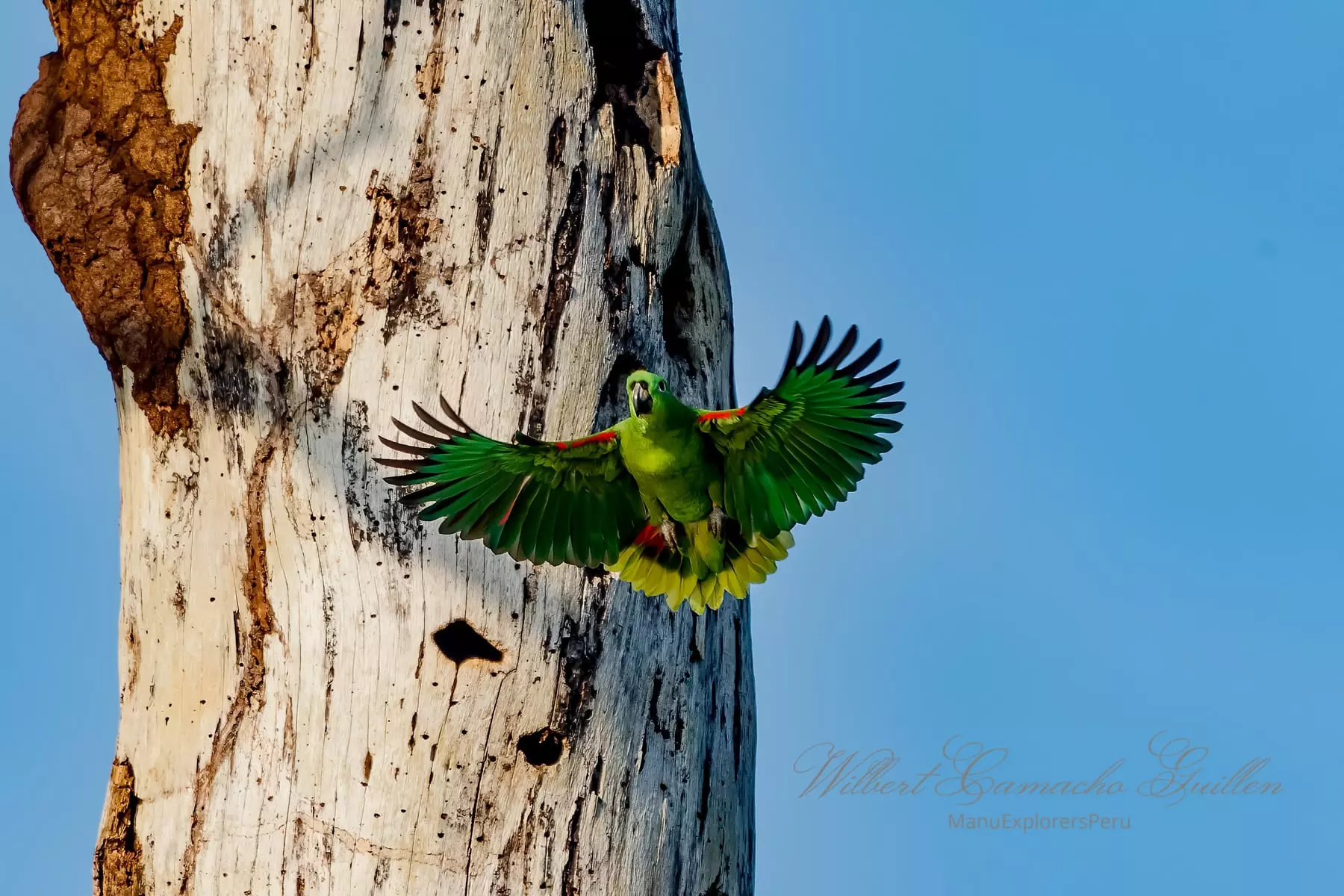 Yellow-crowned amazon