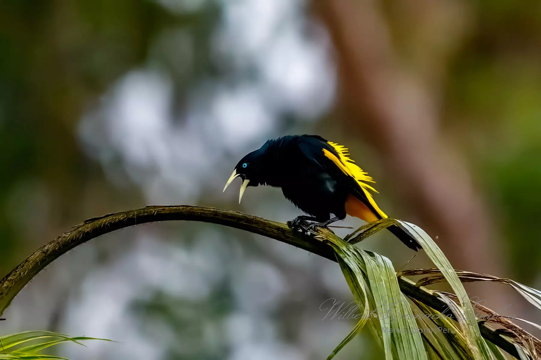 Yellow-rumped cacique