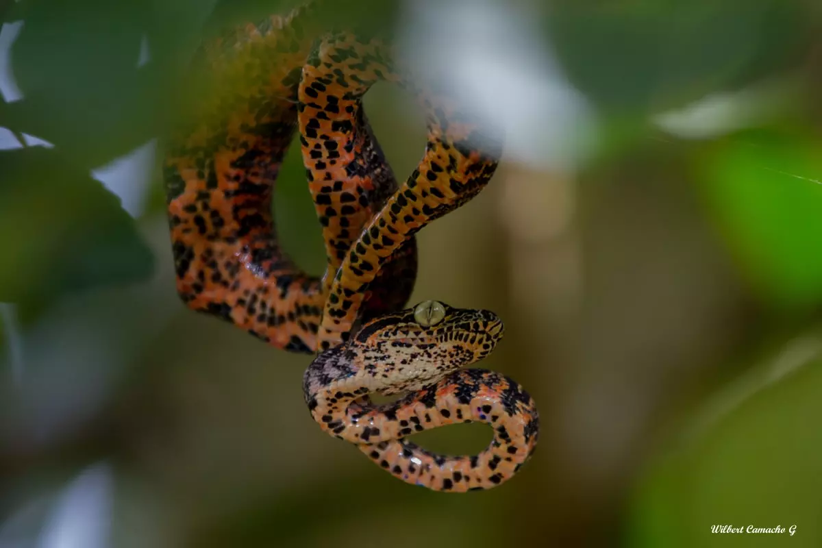 Amazon tree boa