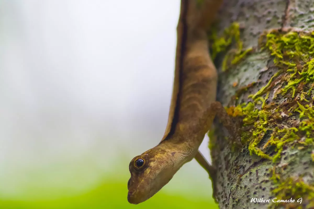 Anolis fuscoauratus