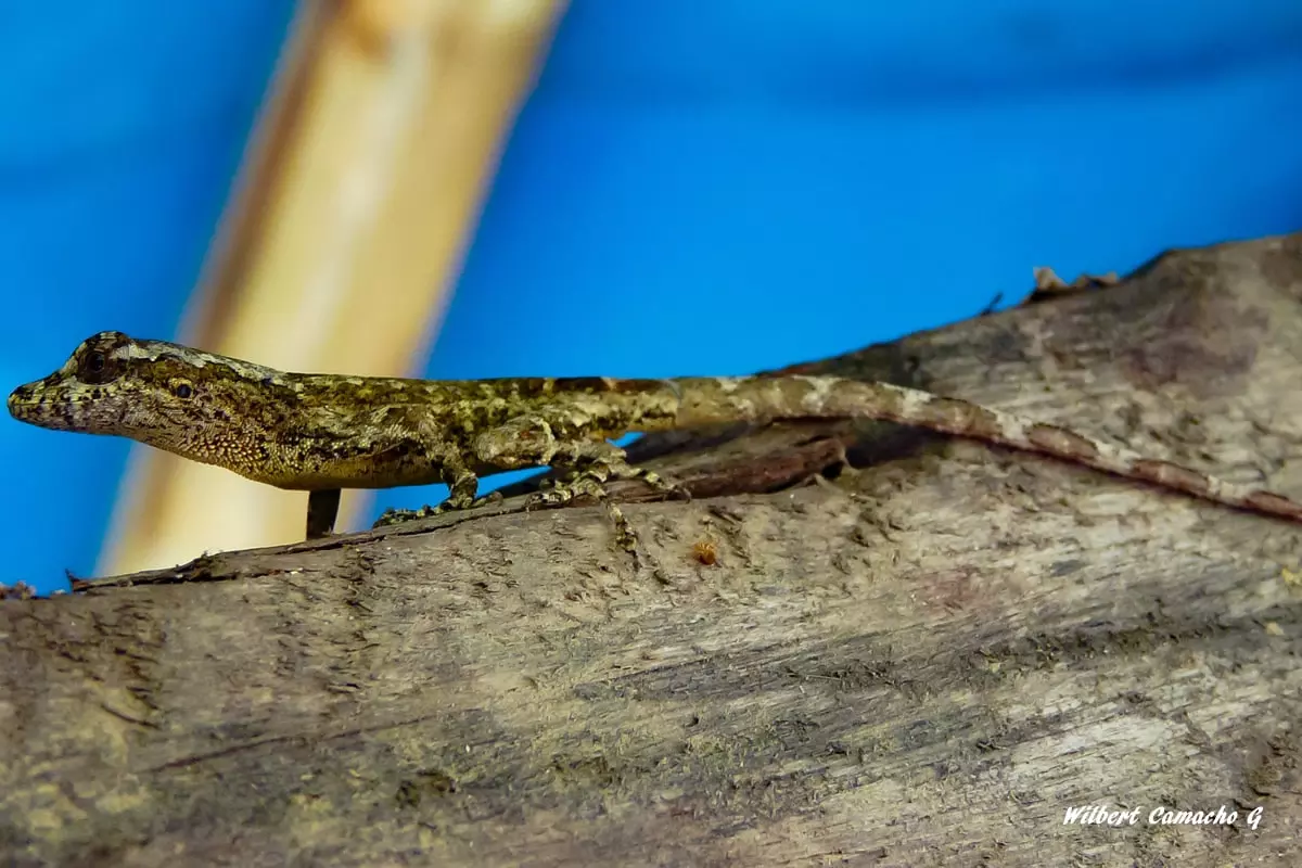 Anolis ortonii