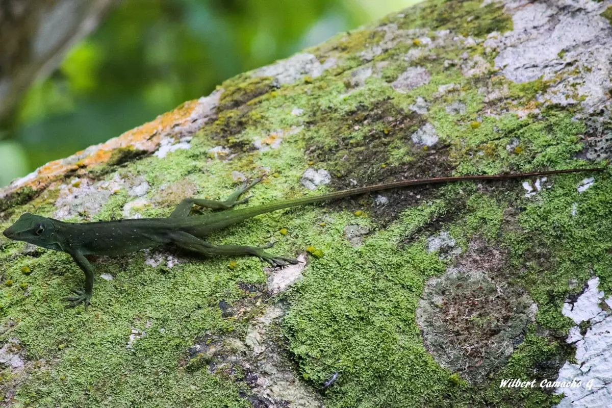 Anolis punctatus