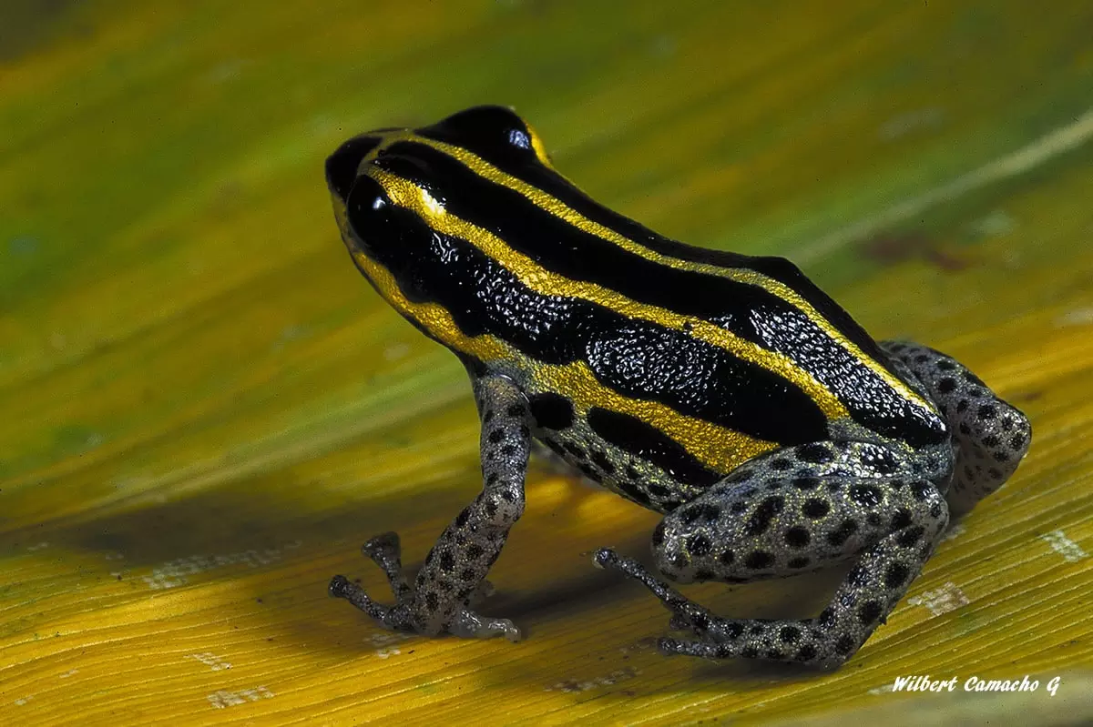 Biolat Poison Frog