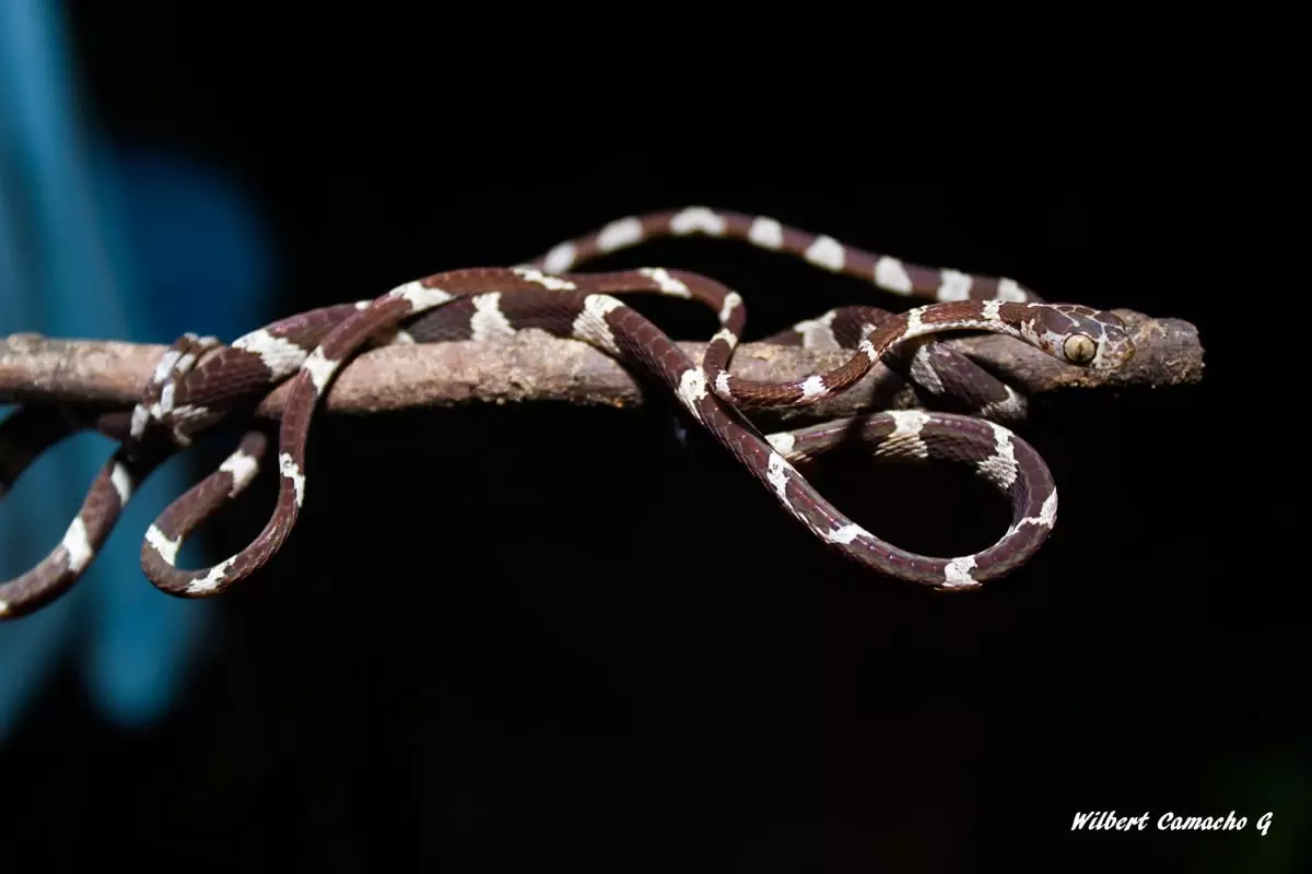 Blunthead tree snake