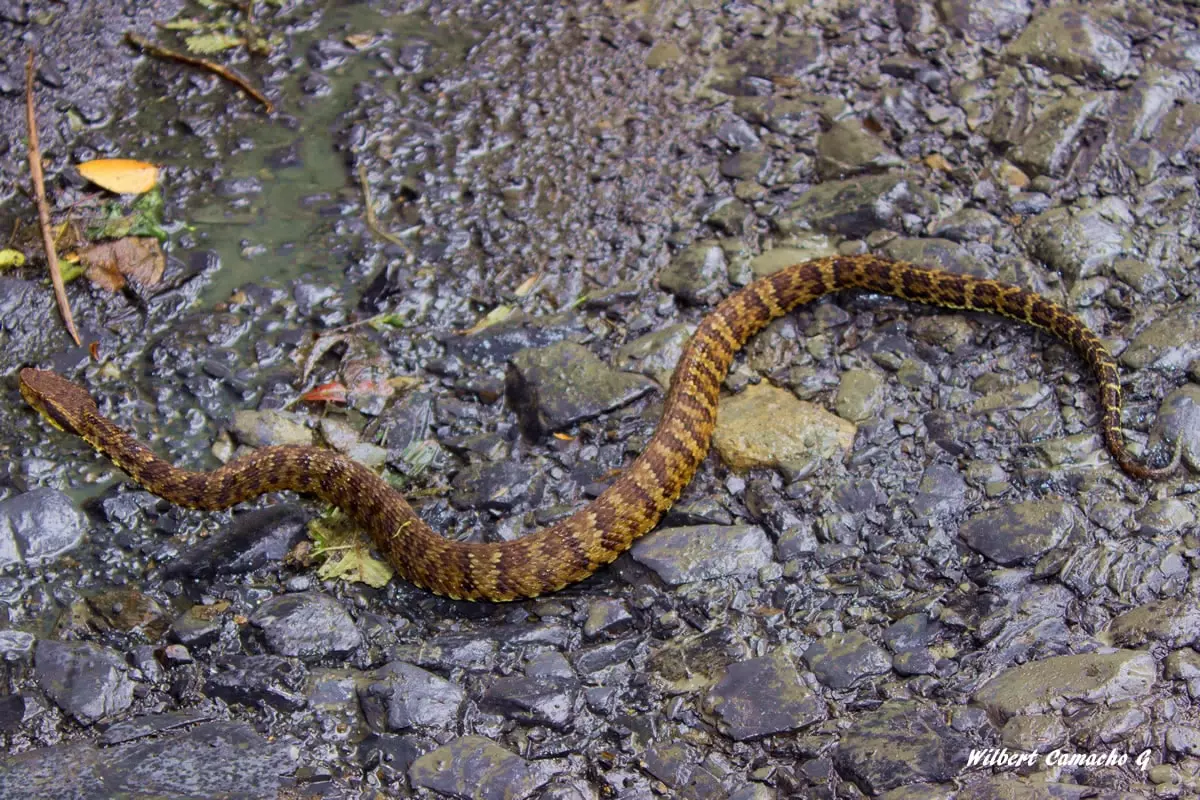 Bothrops andianus