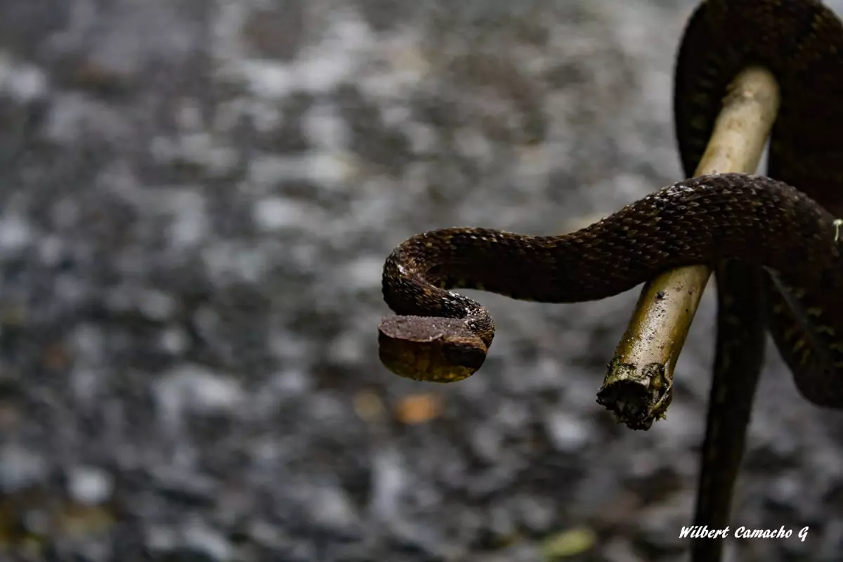 Bothrocophias andianus