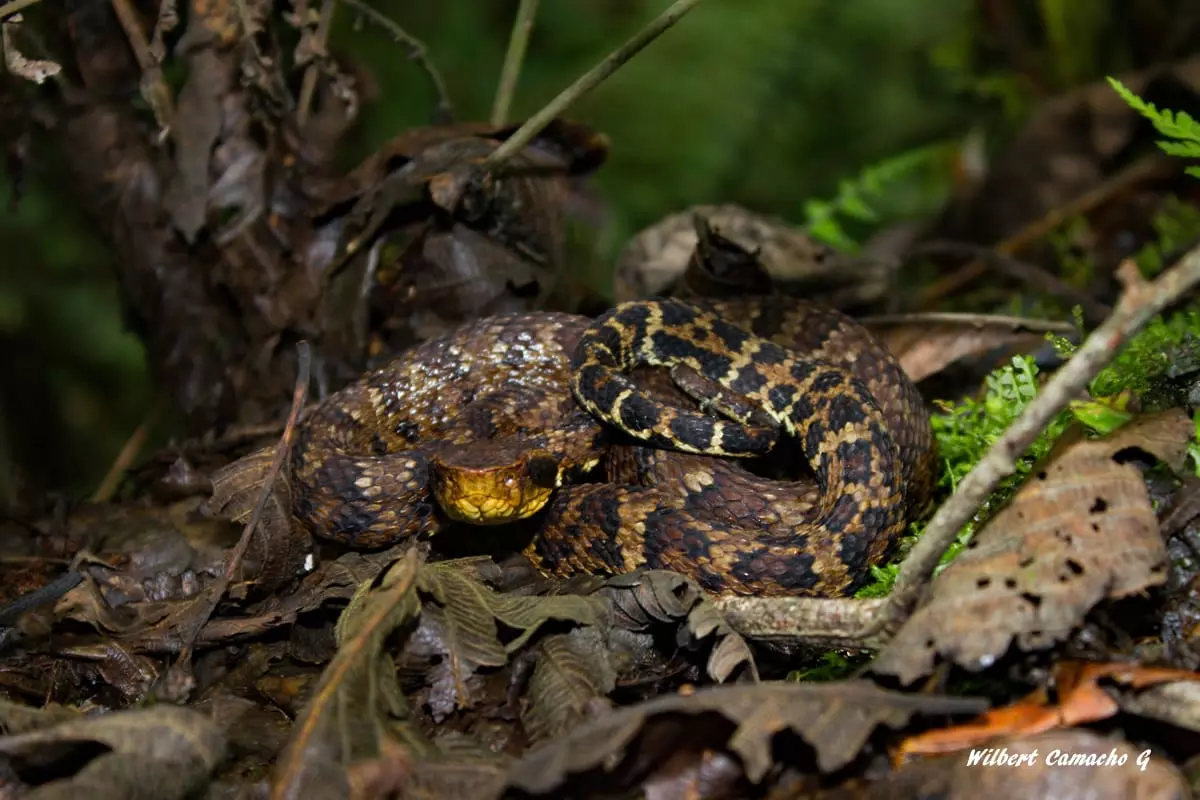 Bothrops andianus