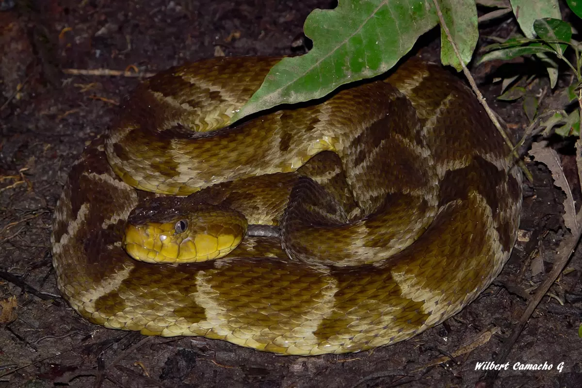 Bothrops atrox