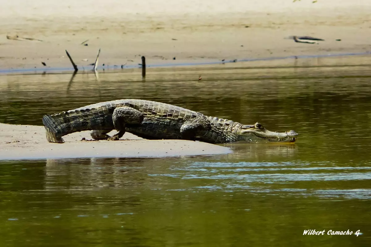 Caiman crocodilus