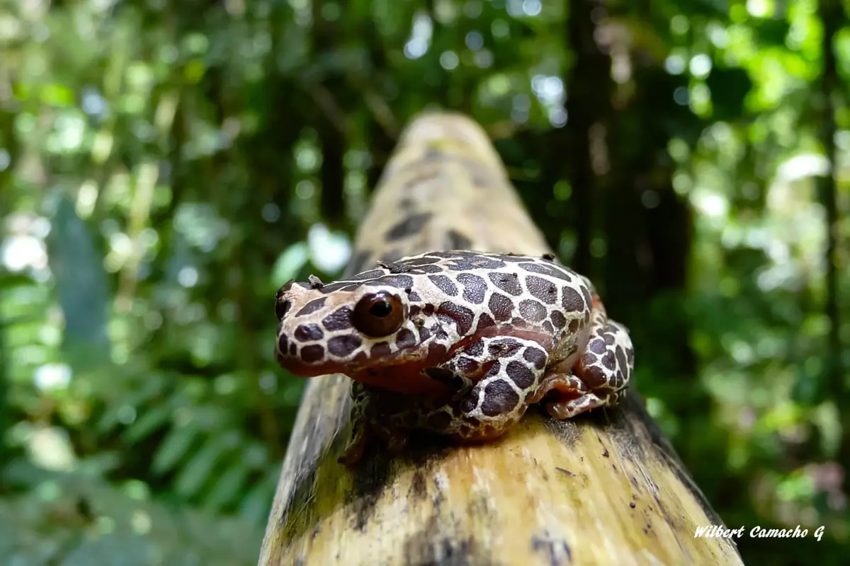 Dendropsophus leucophyllatus