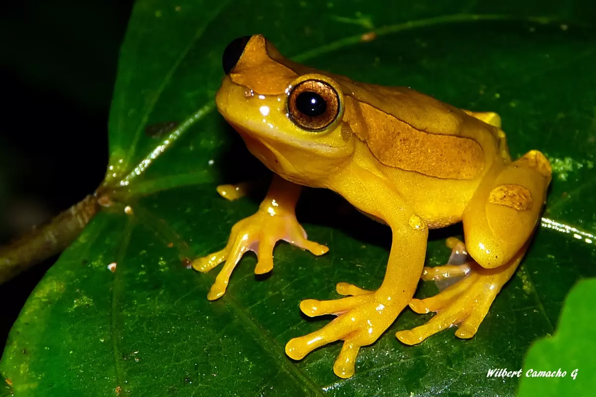 Dendropsophus leucophyllatus